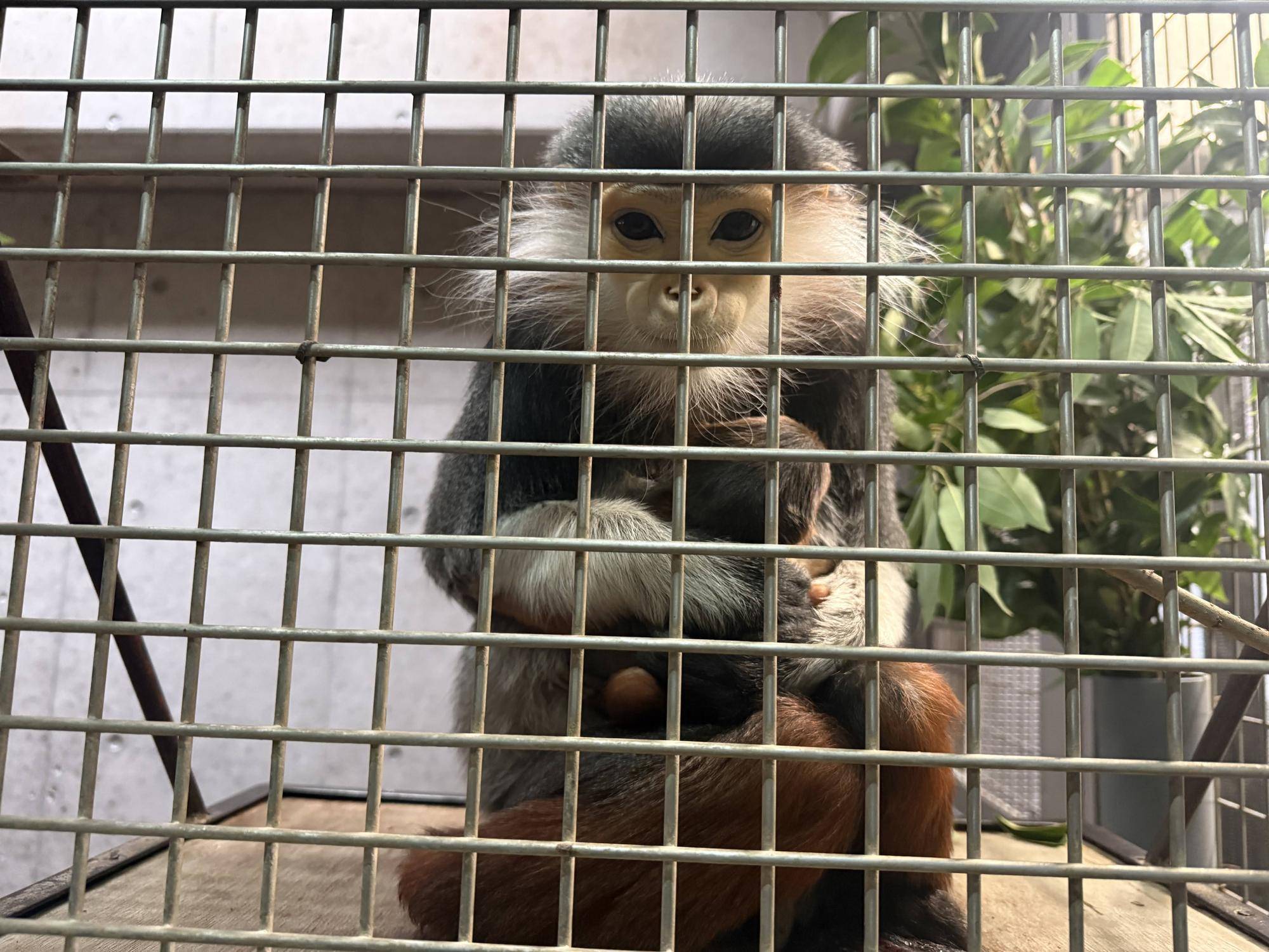 【飼育日誌】20260401:生まれたよー!から生後1か月 (2).jpg