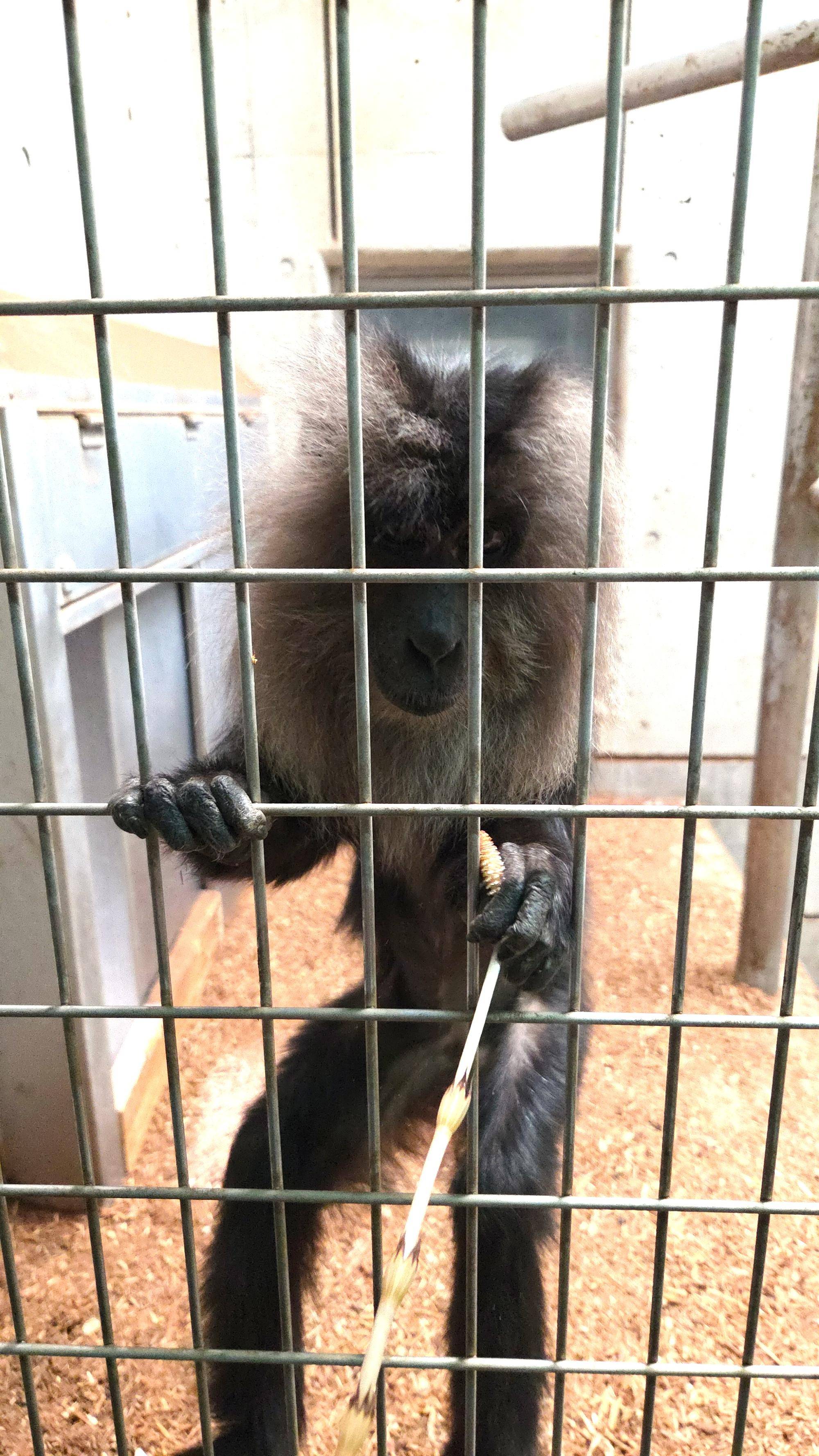 つくしを食べるボナー