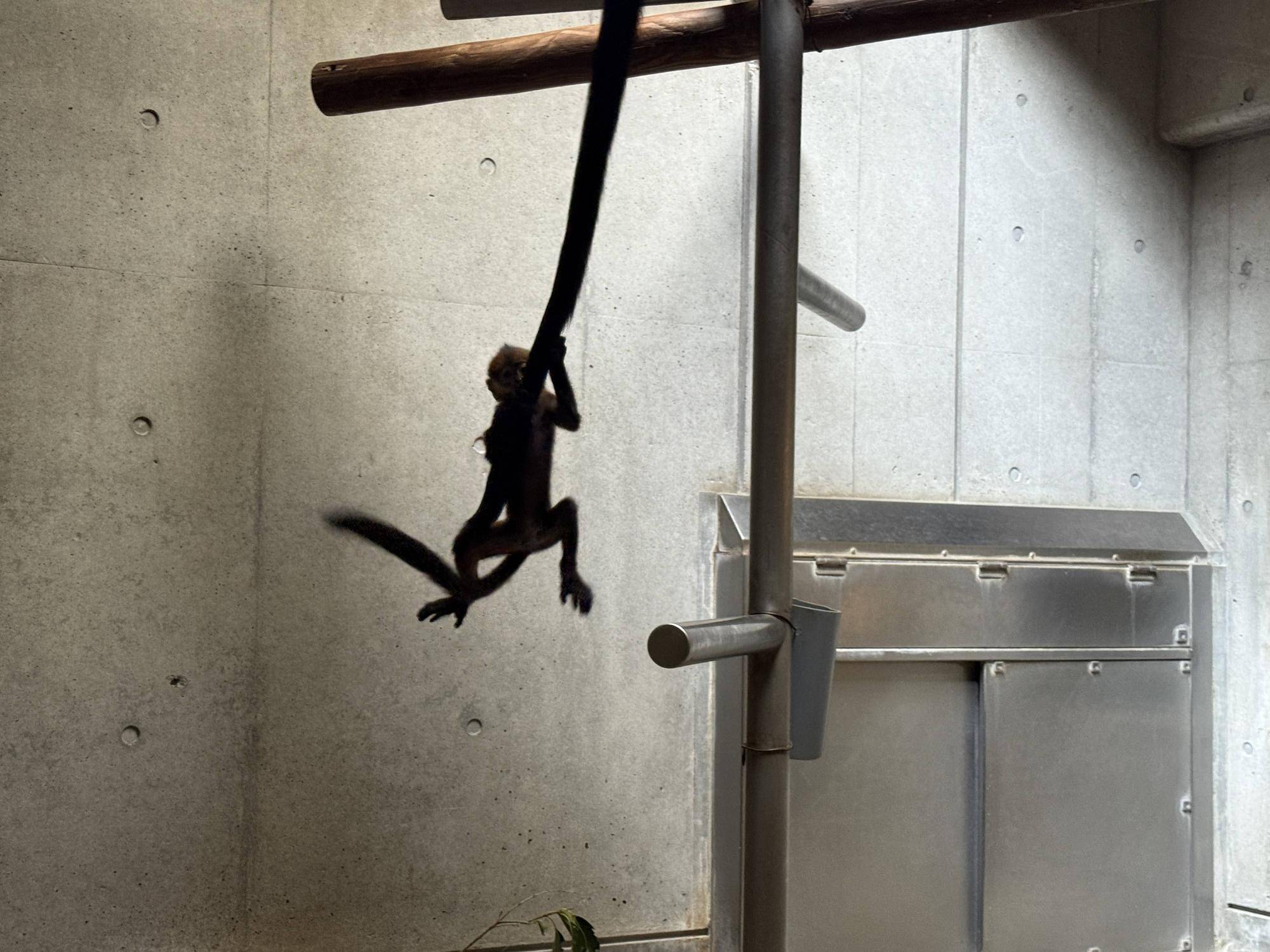 【飼育日誌】20260405：たくさんのサルたち (4).jpg