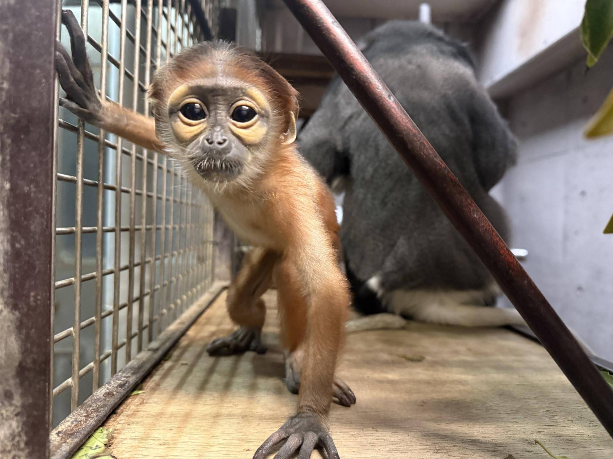 【飼育日誌】20260405：生後1か月から今 (12).jpg