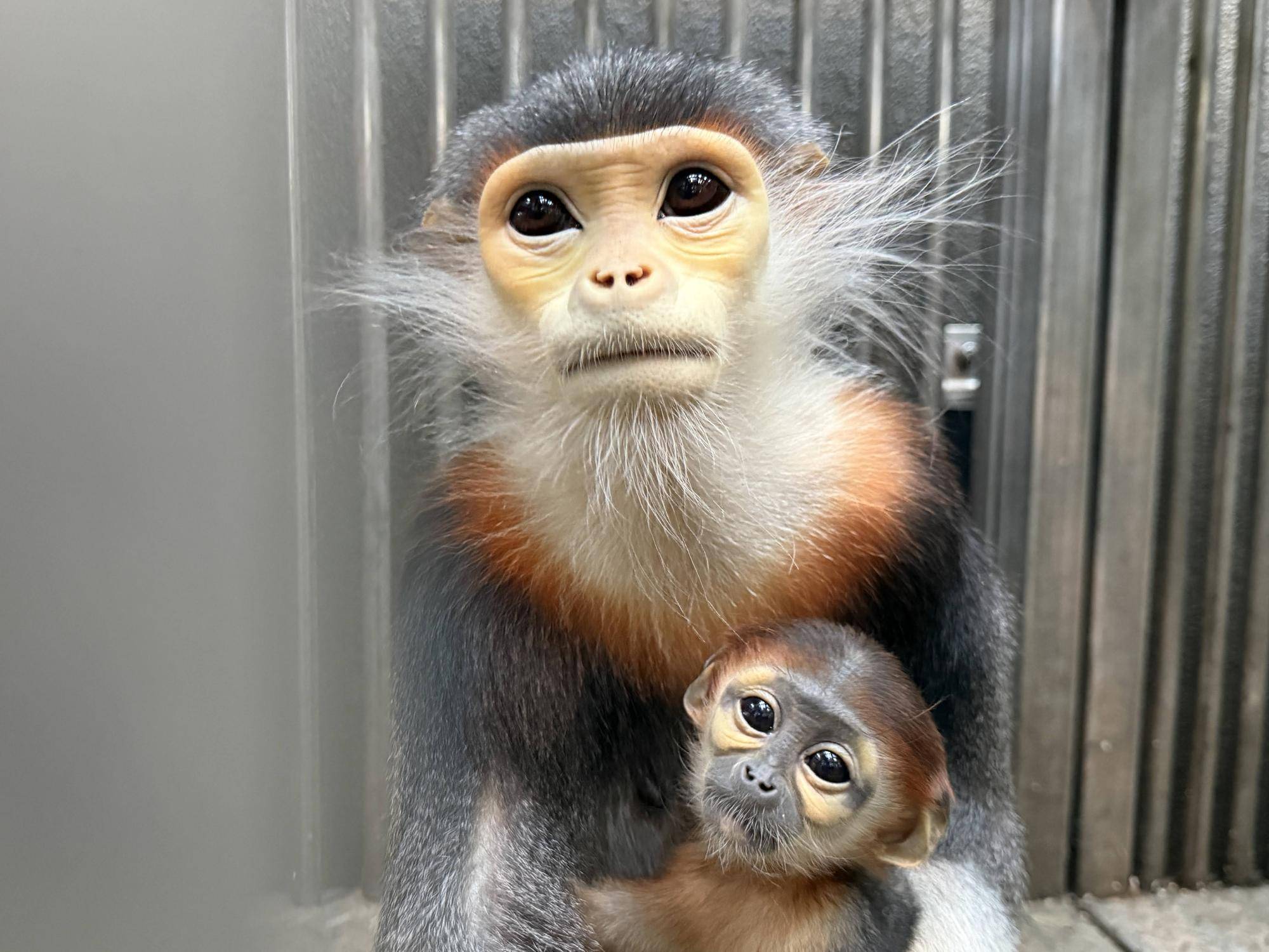 【飼育日誌】20260405：たくさんのサルたち (3).jpg