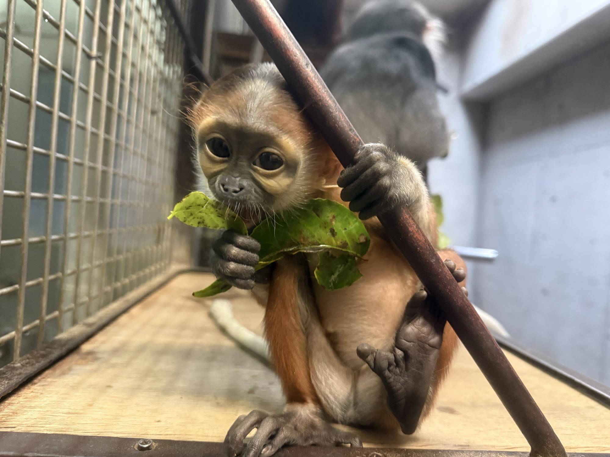 【飼育日誌】20260405：たくさんのサルたち (17).jpg