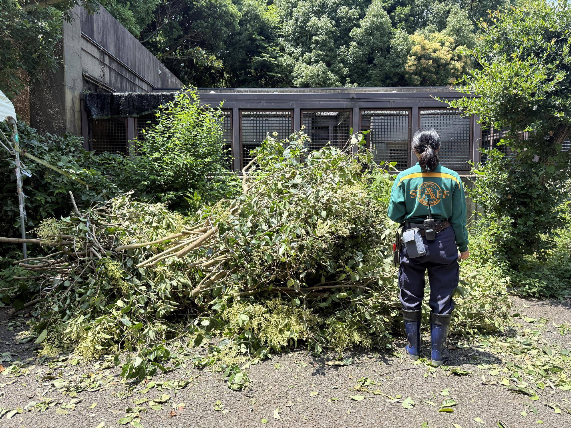 【飼育日誌】20260405：たくさんのサルたち (19).jpg