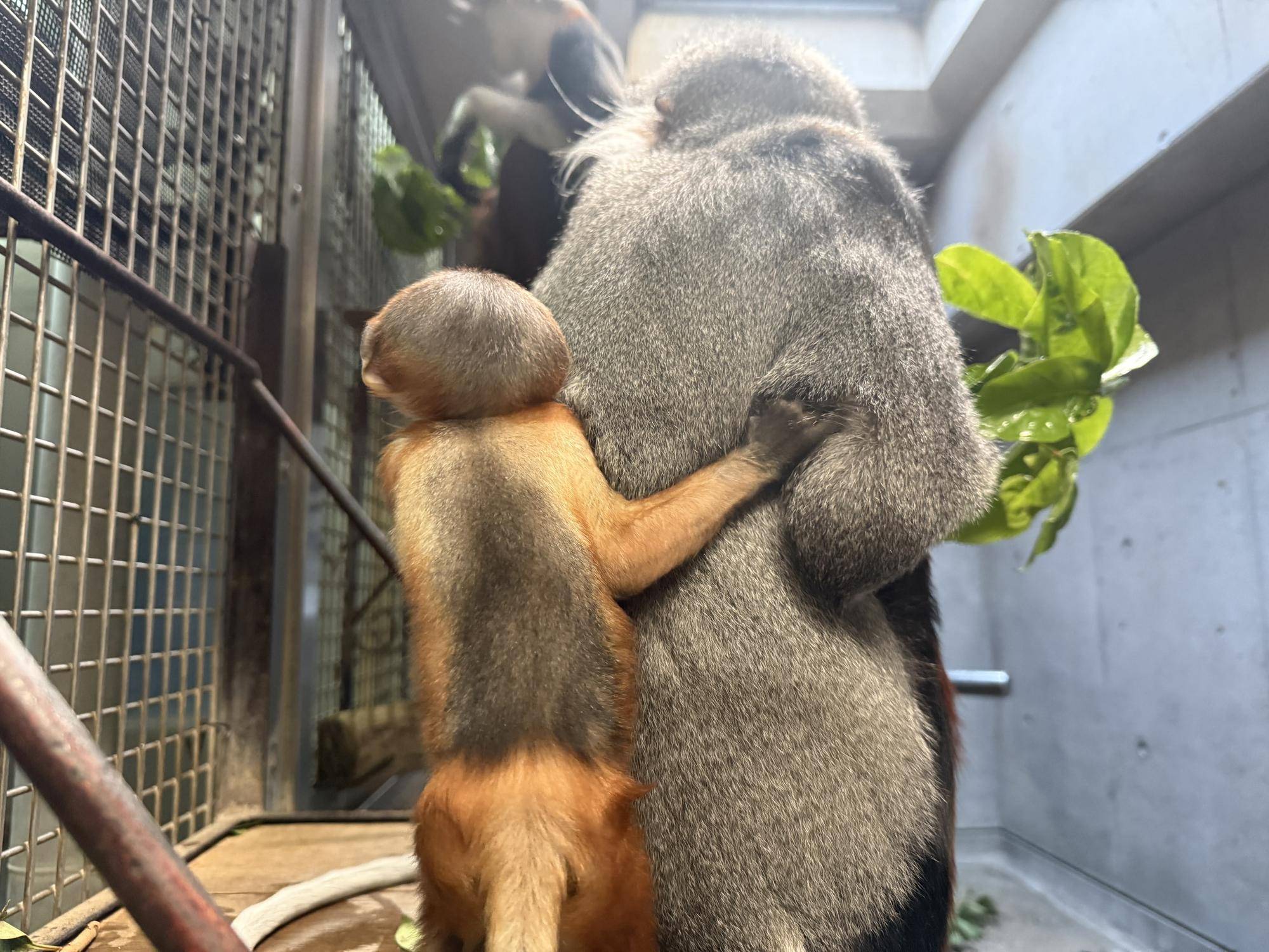 【飼育日誌】20260405：生後1か月から今 (2).jpg