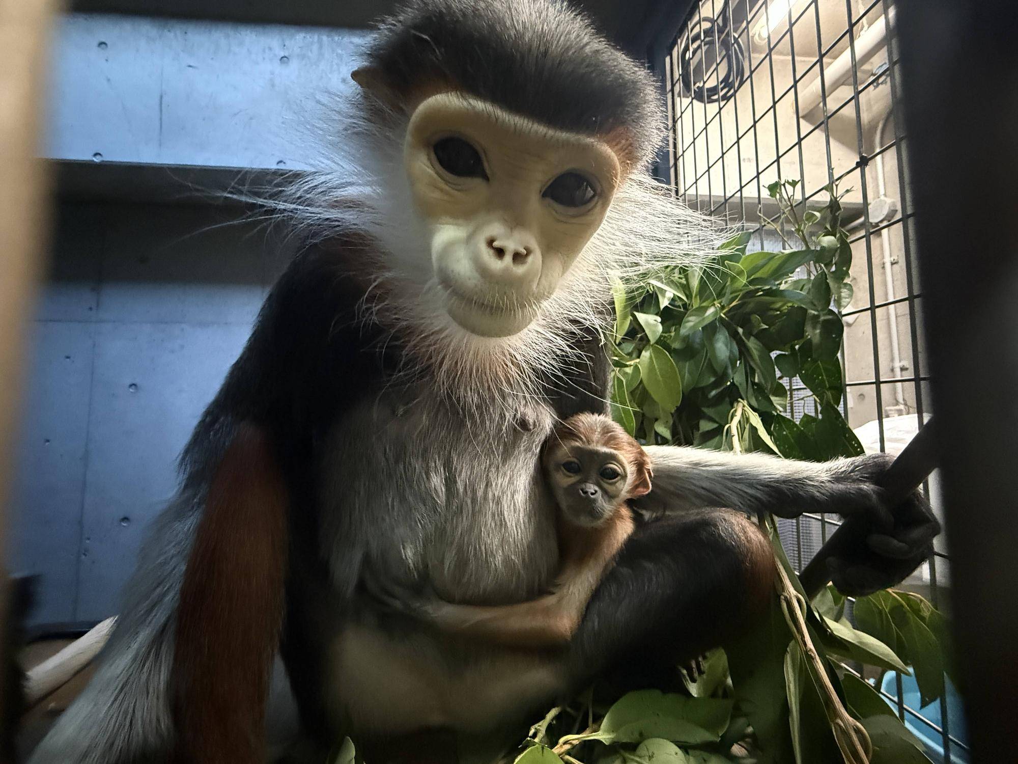 【飼育日誌】20260401:生まれたよー!から生後1か月 (9).jpg