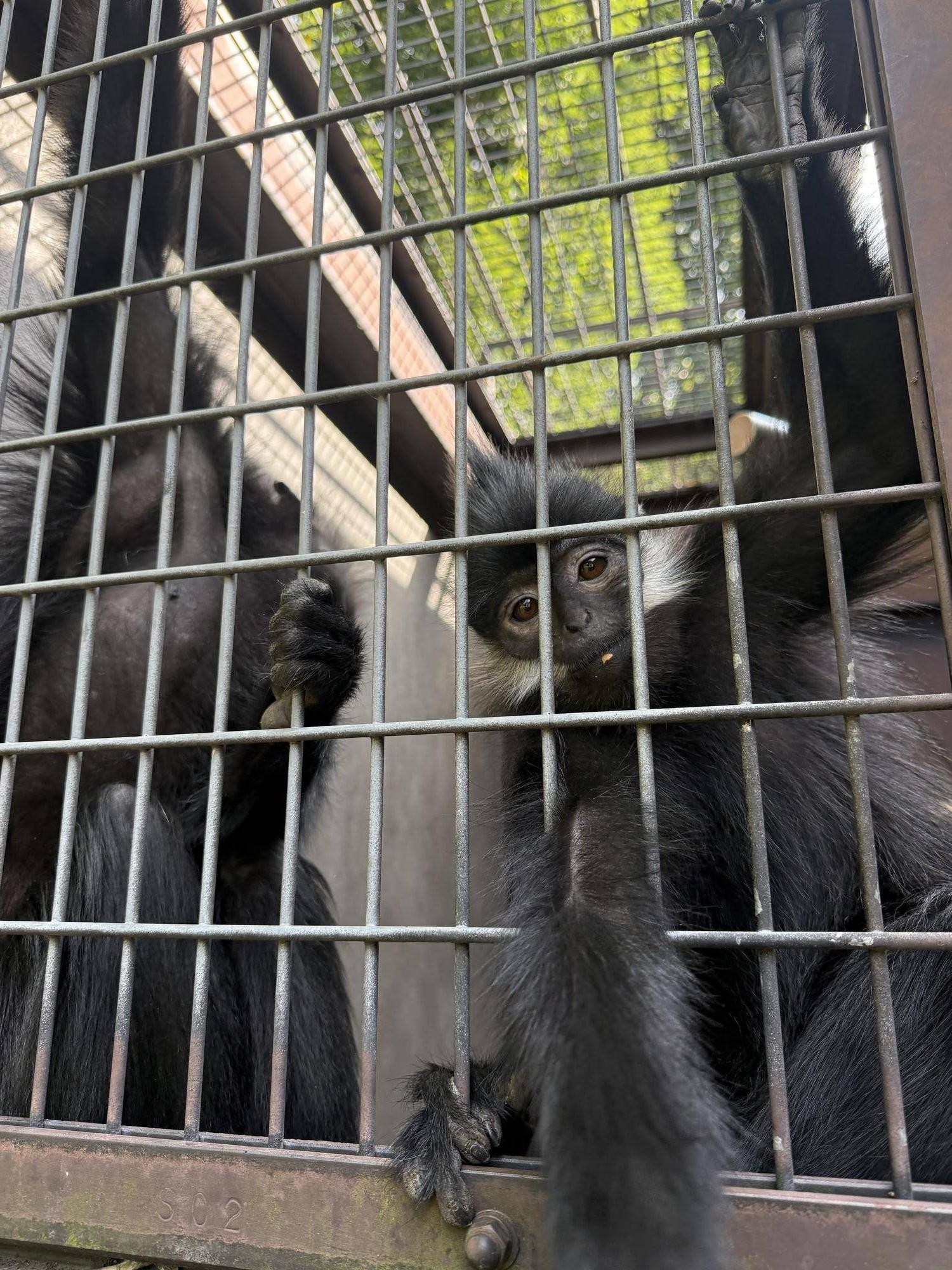 【飼育日誌】20260405：たくさんのサルたち (5).jpg