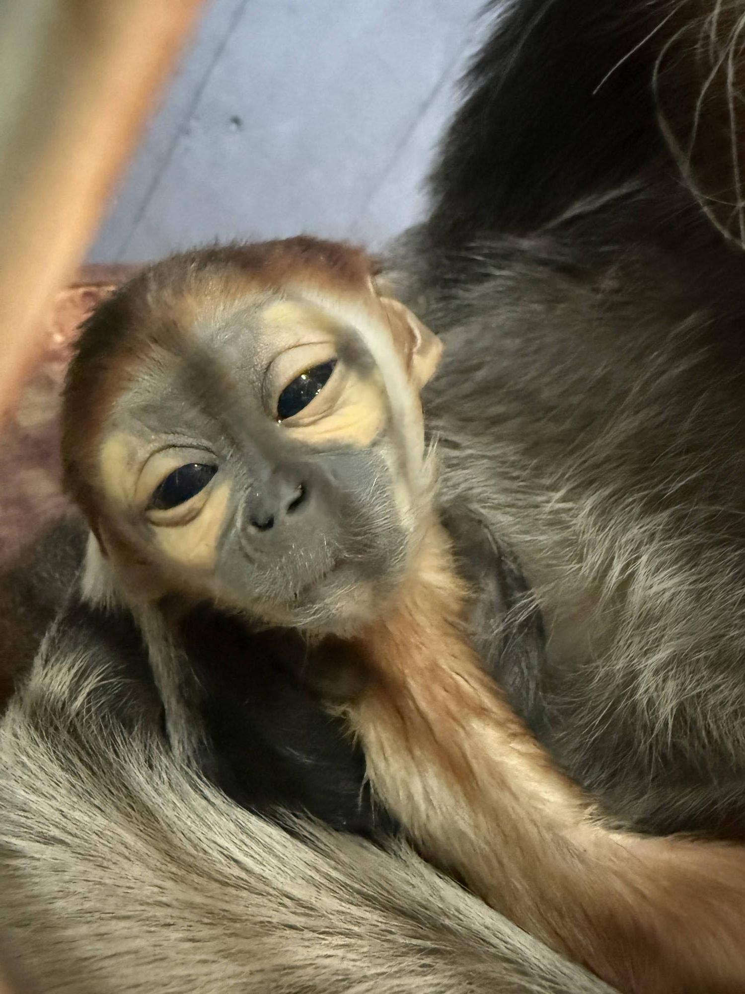 【飼育日誌】20260315：祝！生まれたよ！ (5).jpg