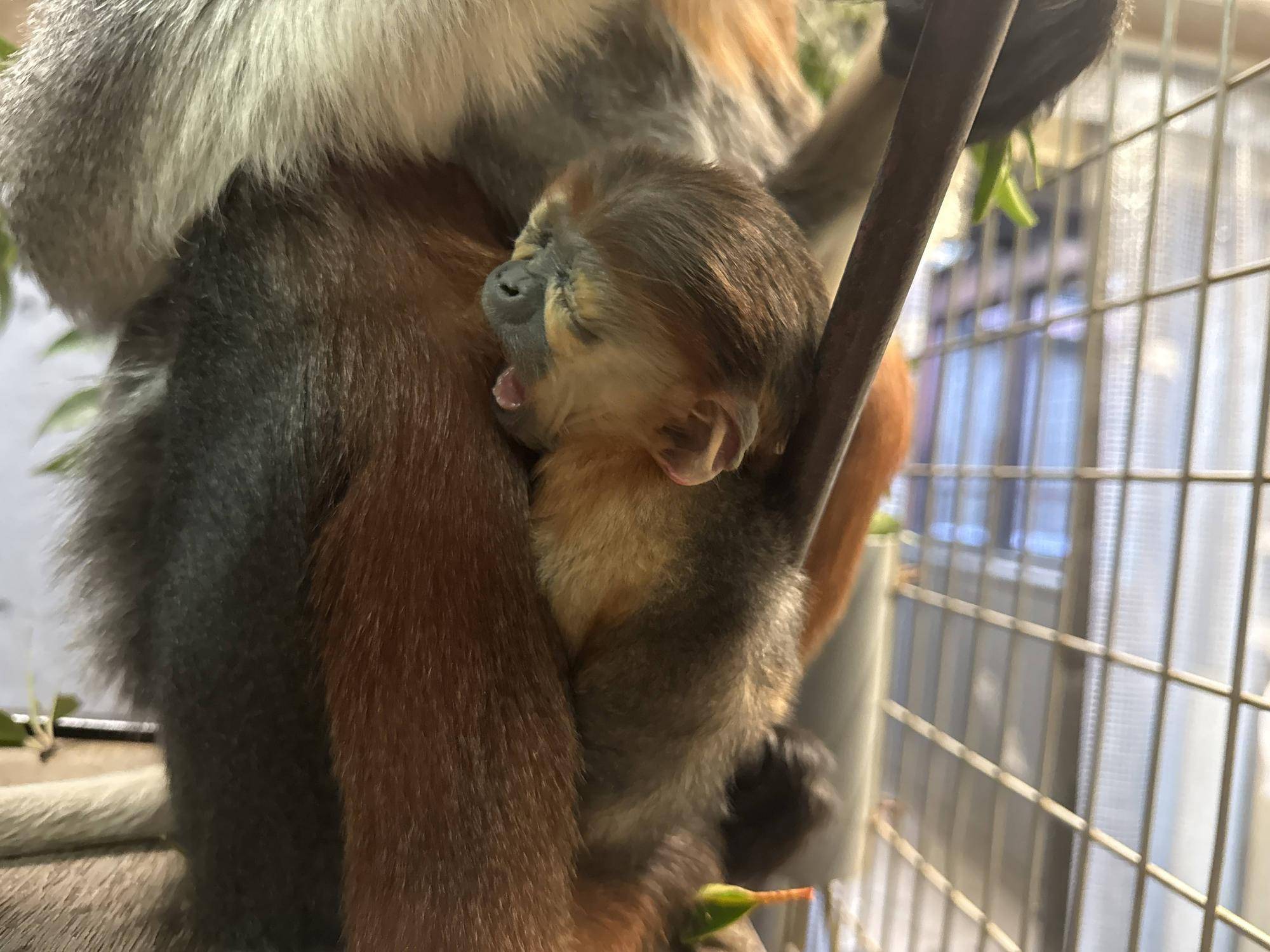 【飼育日誌】20260401:生まれたよー!から生後1か月 (11).jpg