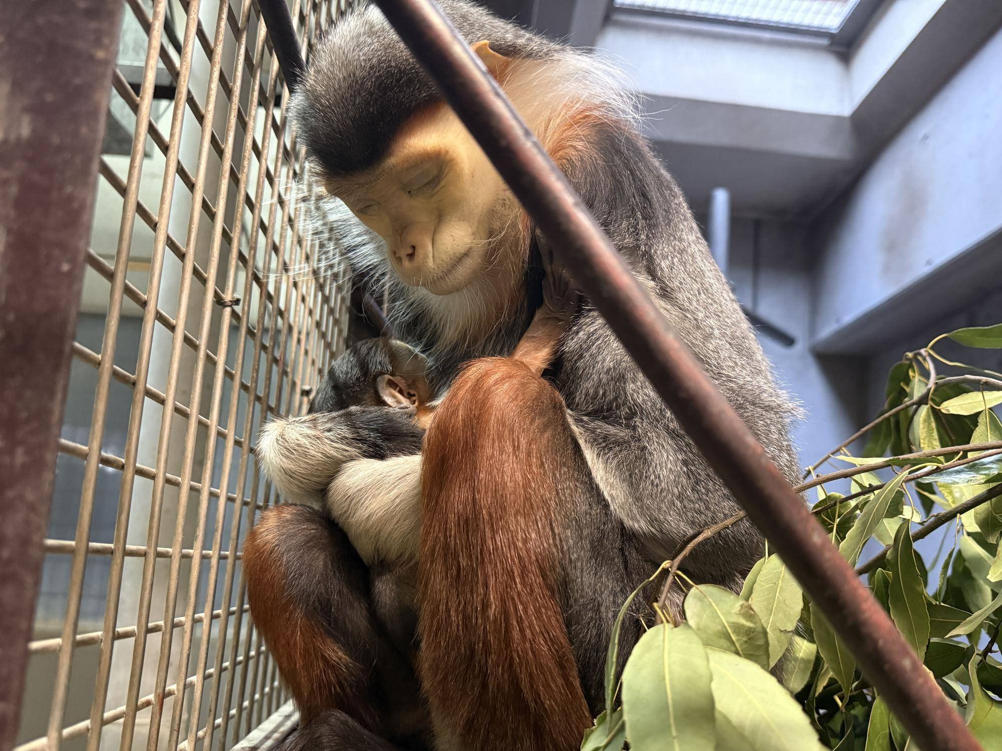 【飼育日誌】20260401:生まれたよー!から生後1か月 (3).jpg