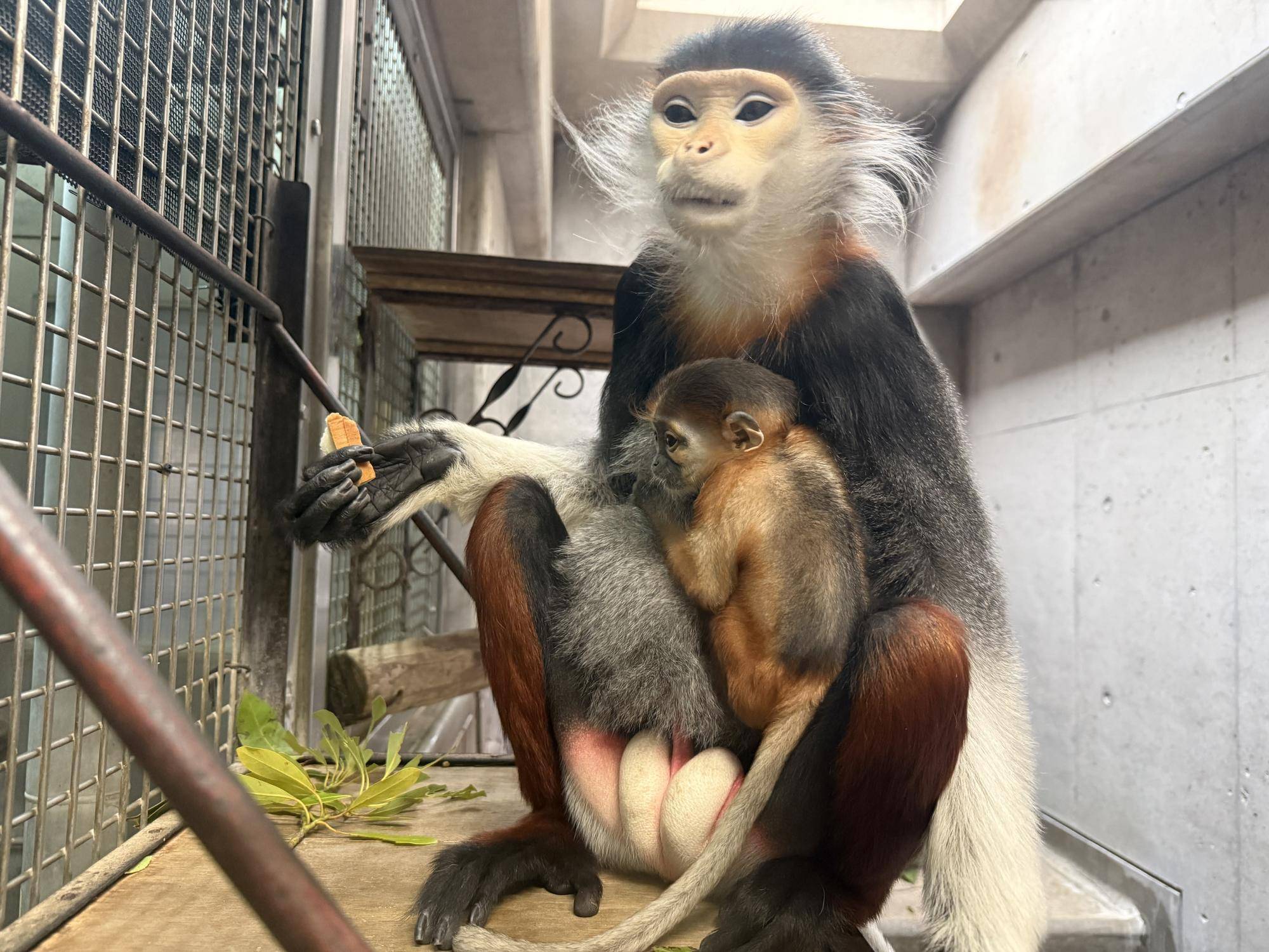 【飼育日誌】20260405：生後1か月から今 (4).jpg