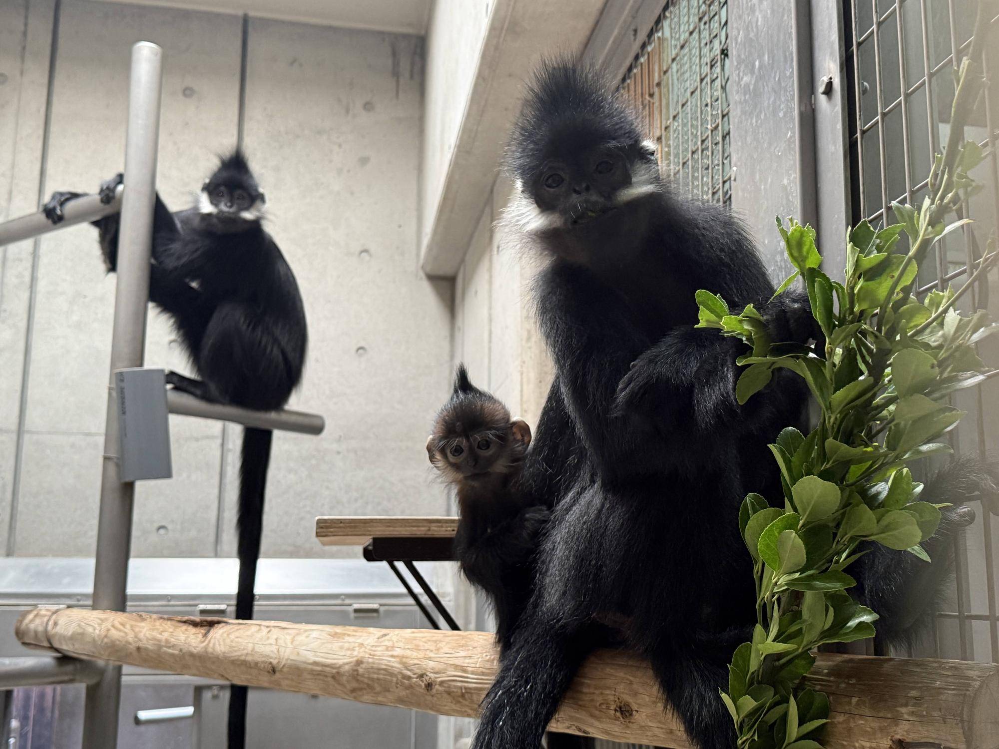 【飼育日誌】20260405：たくさんのサルたち (11).jpg