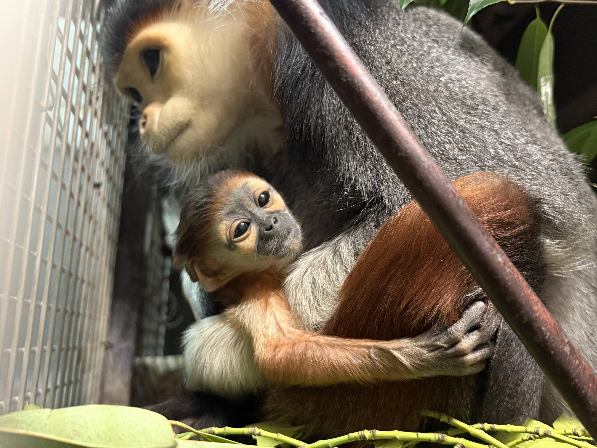【飼育日誌】20260315：祝！生まれたよ！ (11).jpg