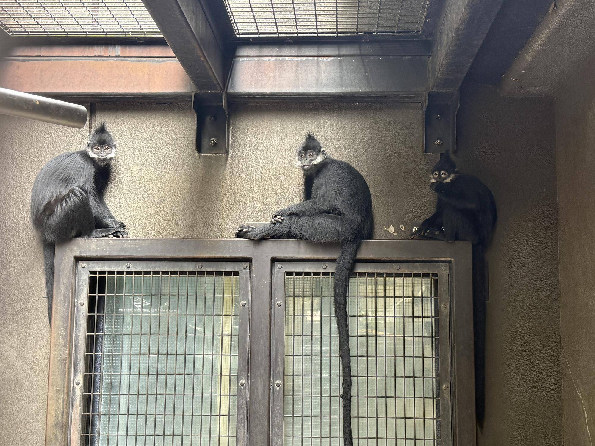 【飼育日誌】20260405：たくさんのサルたち (20).jpg