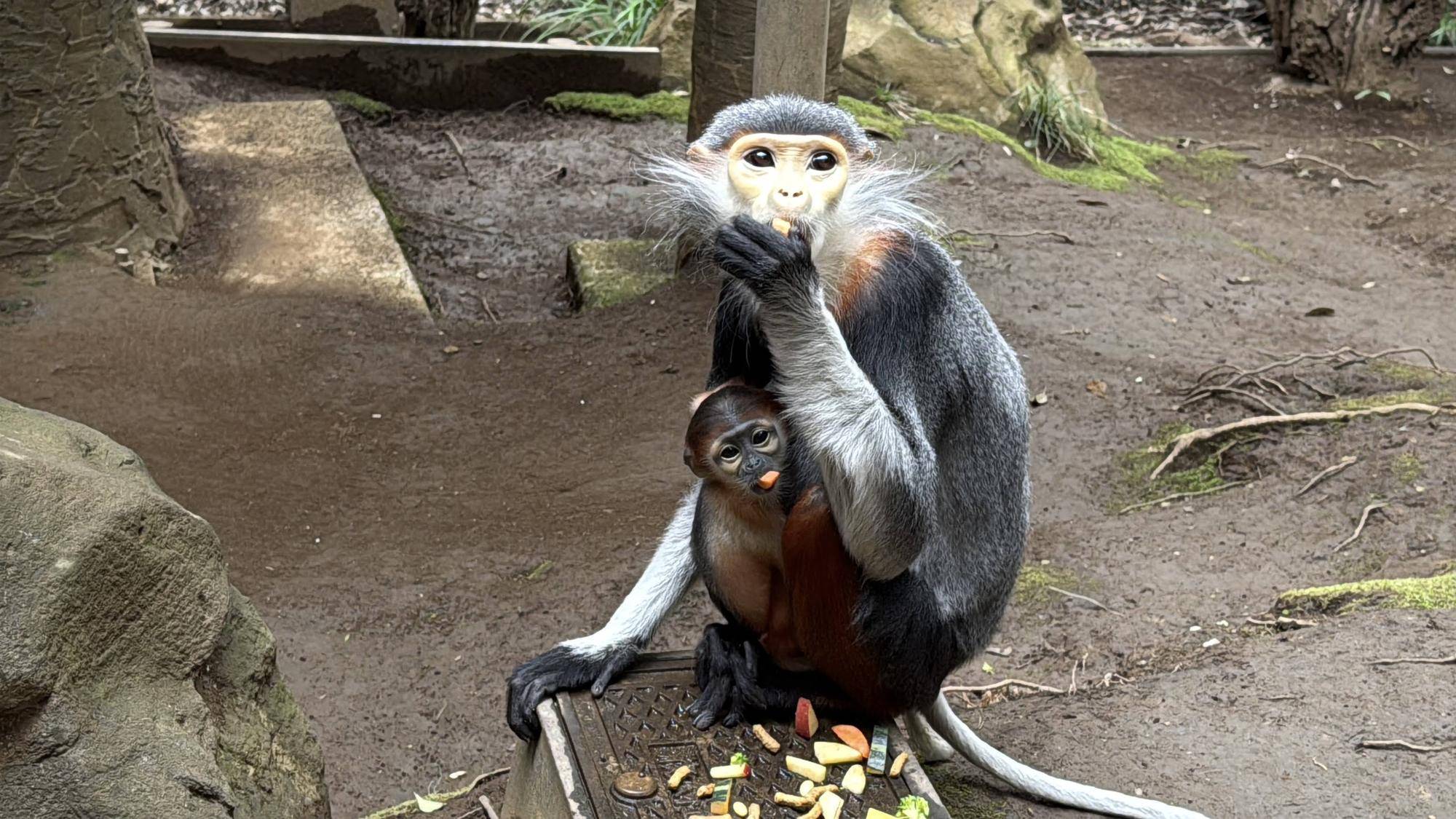 【飼育日誌】20260405：生後1か月から今 (8).jpg