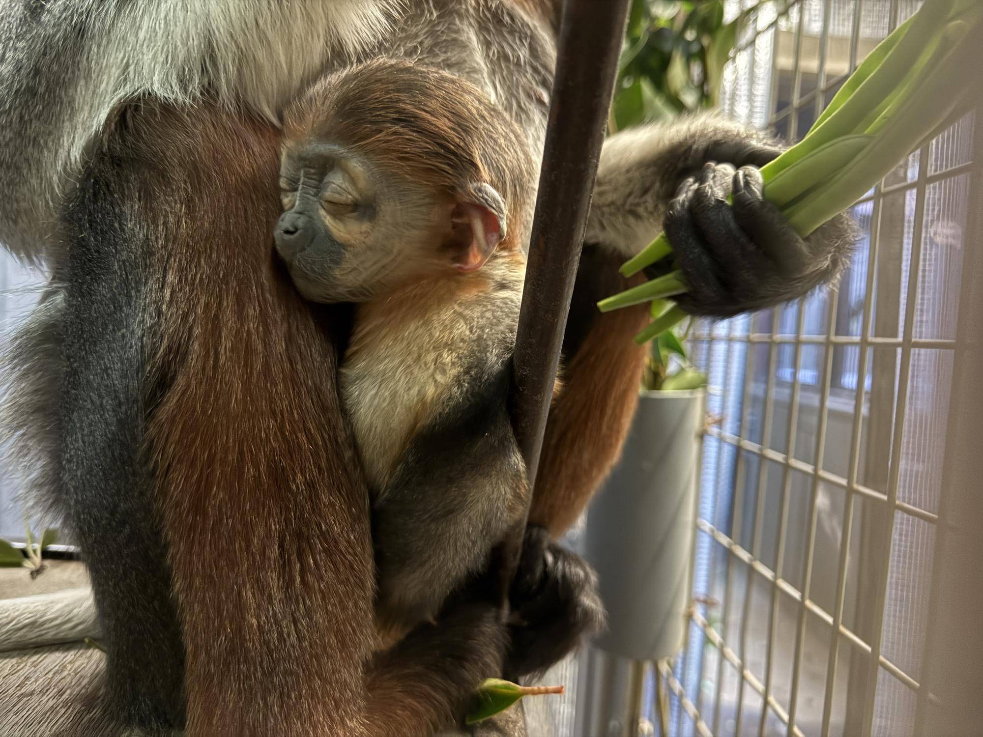 【飼育日誌】20260401:生まれたよー!から生後1か月 (19).jpg