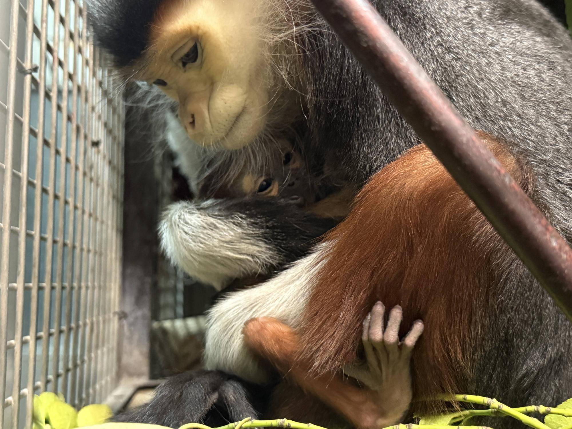 【飼育日誌】20260401:生まれたよー!から生後1か月 (6).jpg