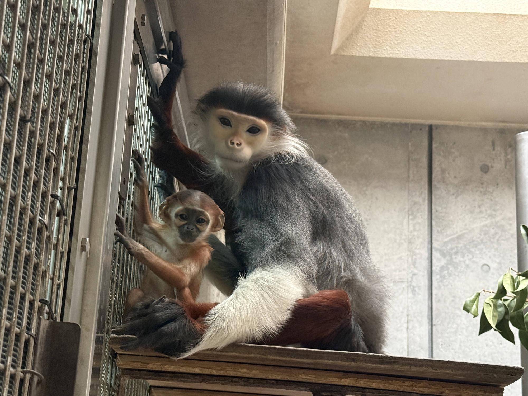 【飼育日誌】20260405：生後1か月から今 (3).jpg