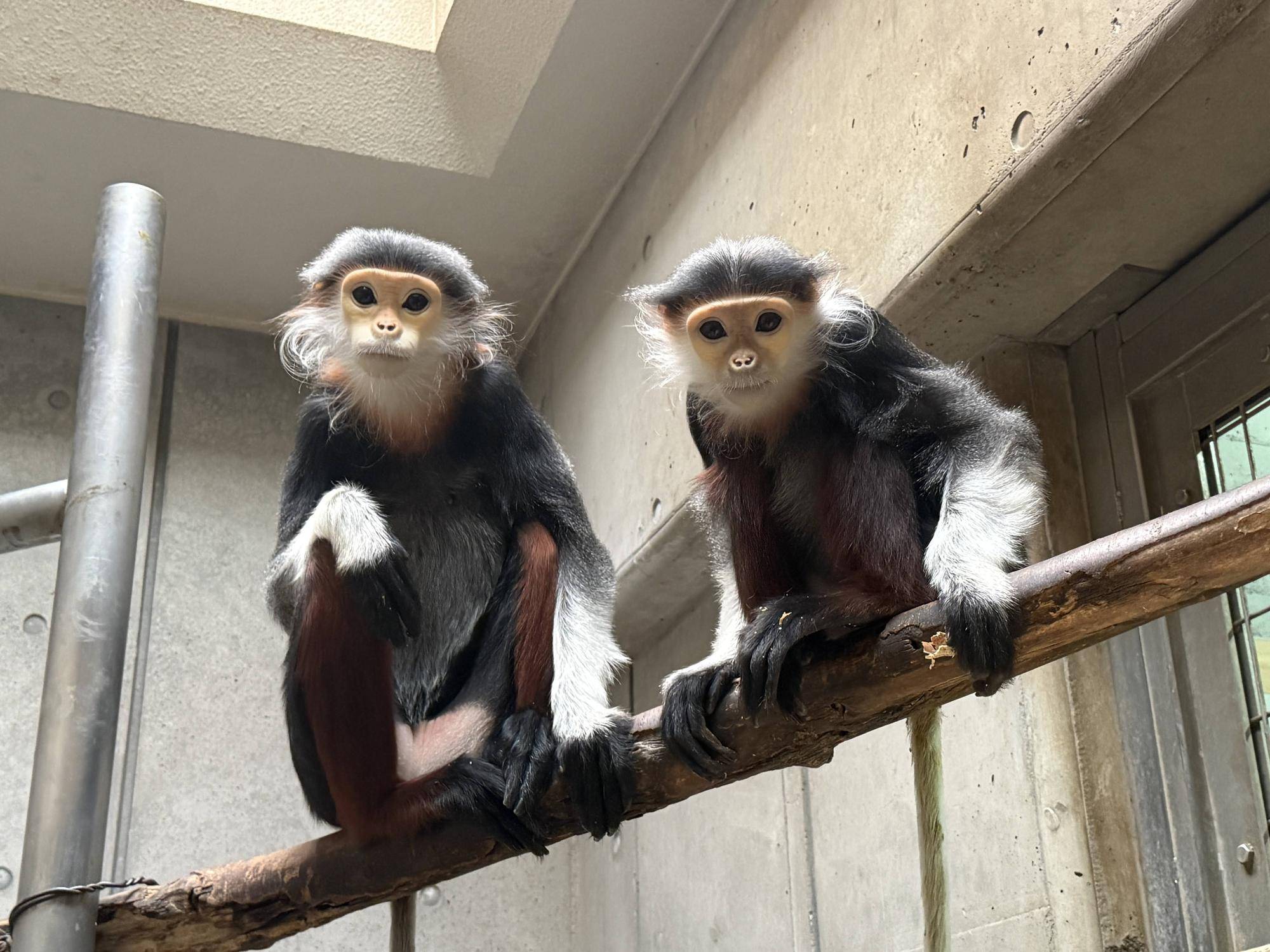 【飼育日誌】20260405：たくさんのサルたち (21).jpg