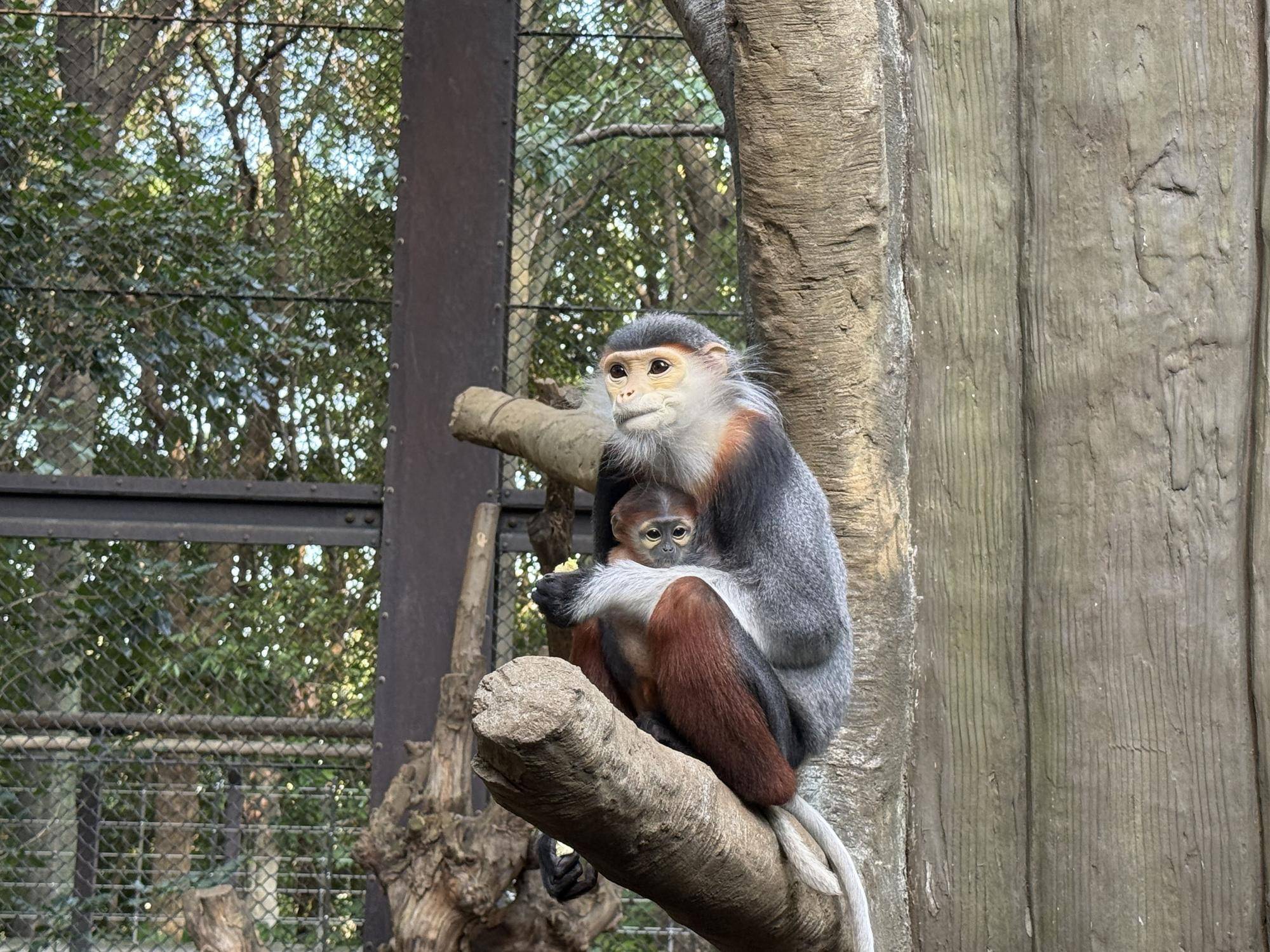 【飼育日誌】20260405：生後1か月から今 (5).jpg