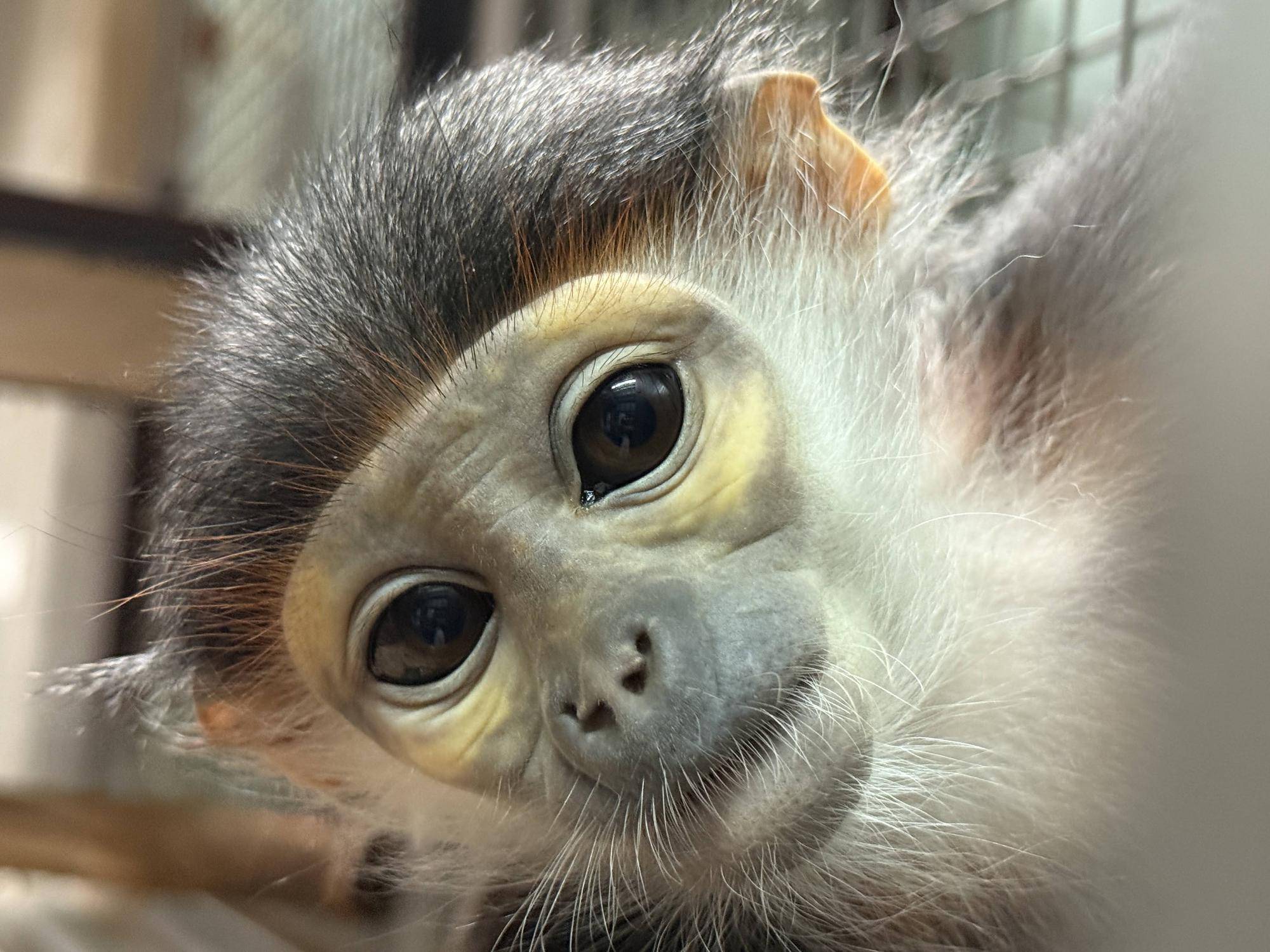 【飼育日誌】20260405：たくさんのサルたち (10).jpg