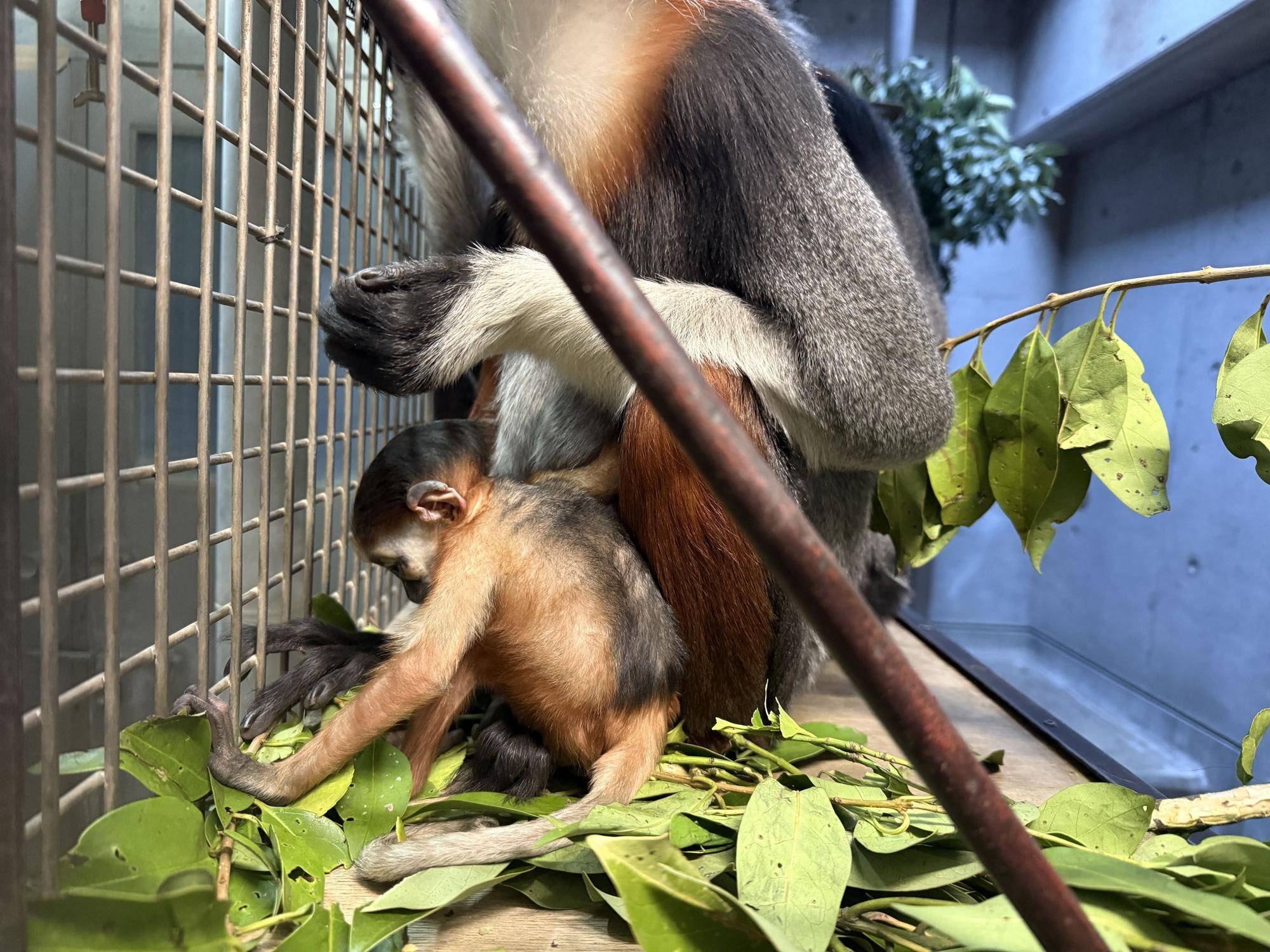 【飼育日誌】20260401:生まれたよー!から生後1か月 (8).jpg