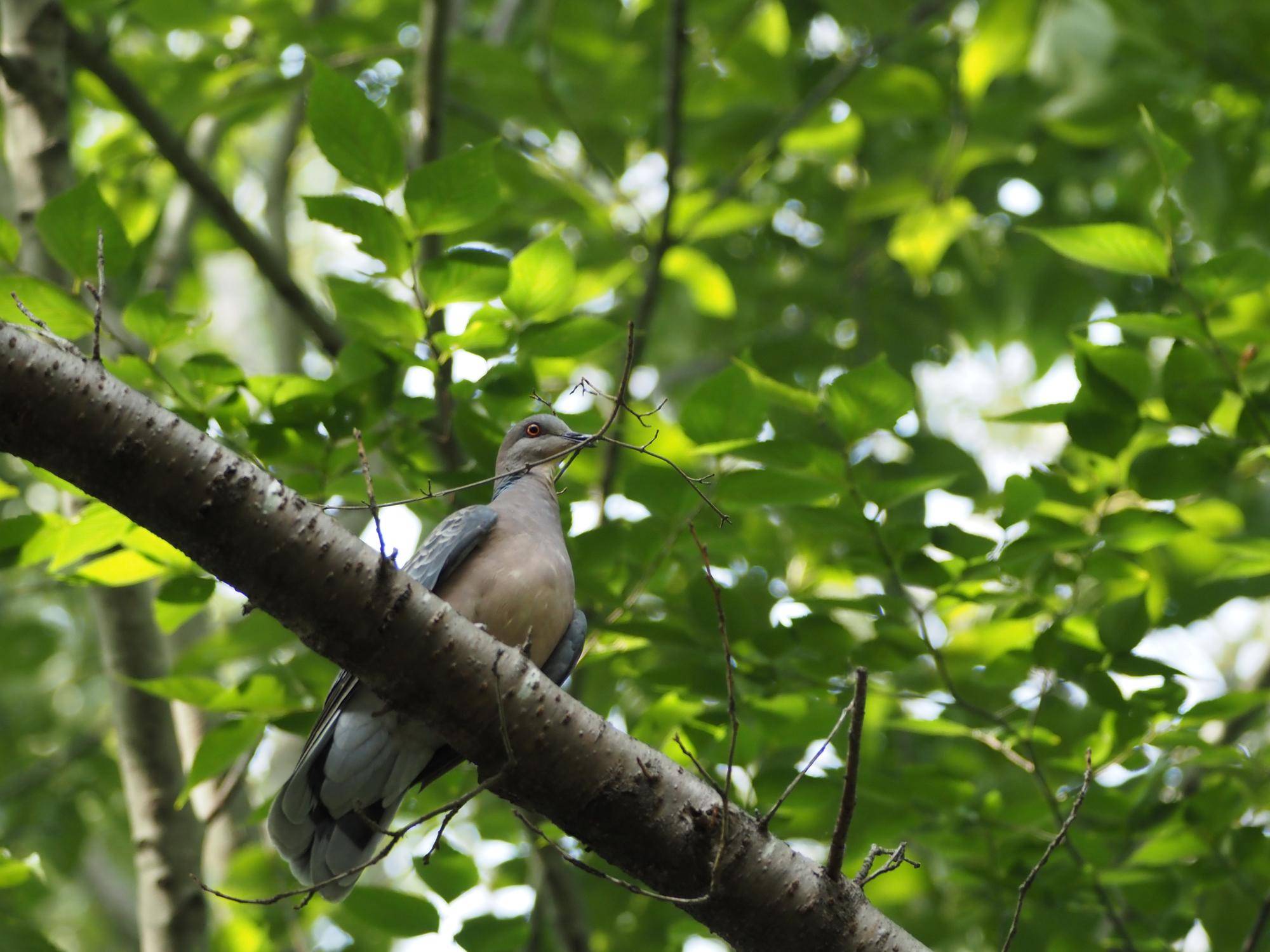 枝を運ぶキジバト.jpg