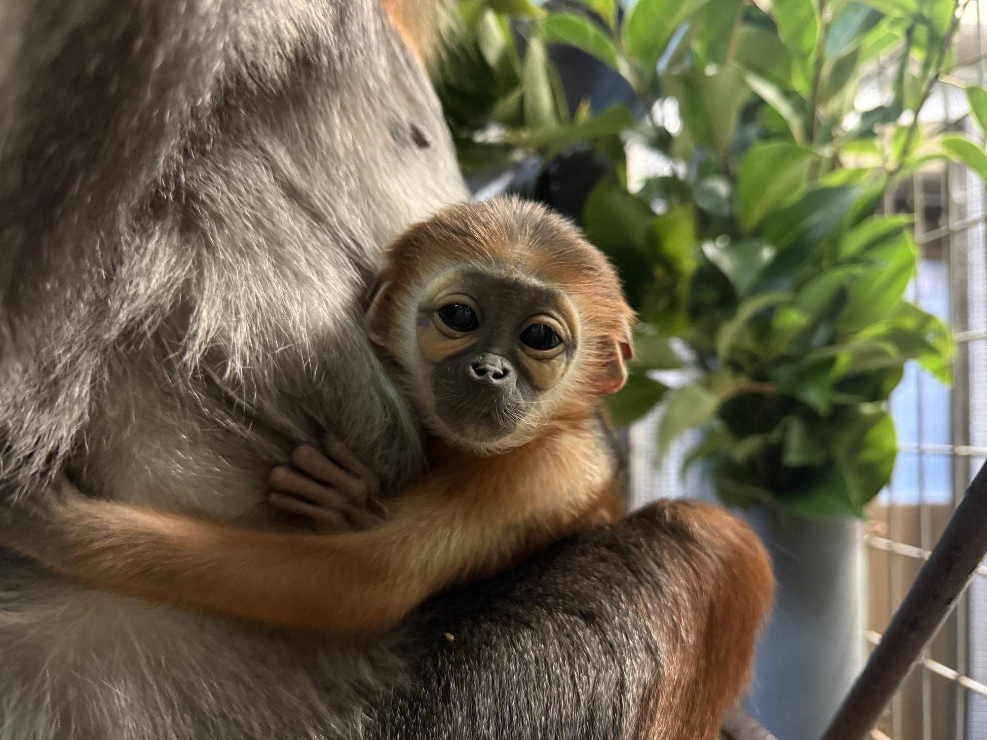 【飼育日誌】20260401:生まれたよー!から生後1か月 (7).jpg