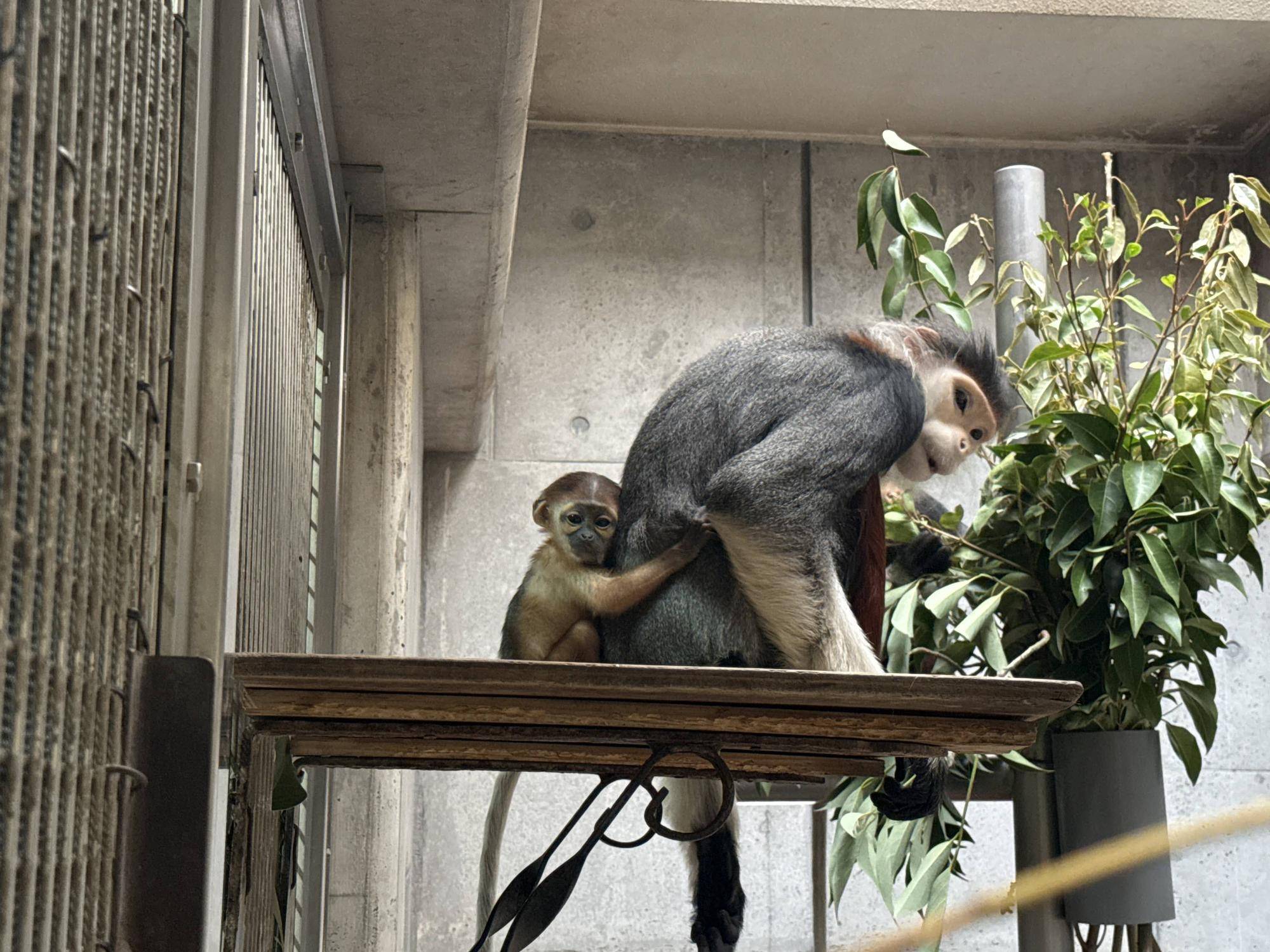 【飼育日誌】20260401:生まれたよー!から生後1か月 (15).jpg