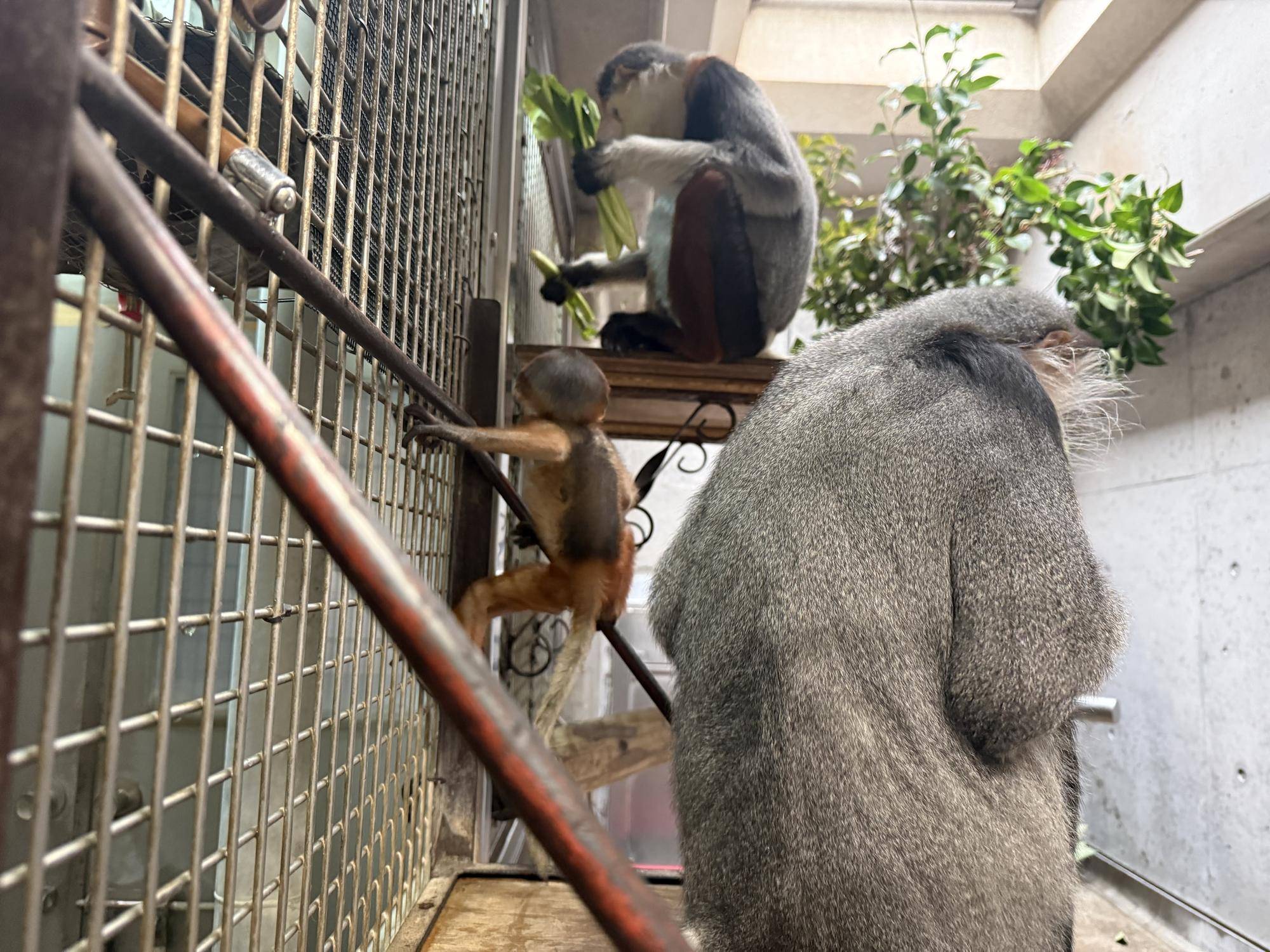 【飼育日誌】20260405：生後1か月から今 (10).jpg