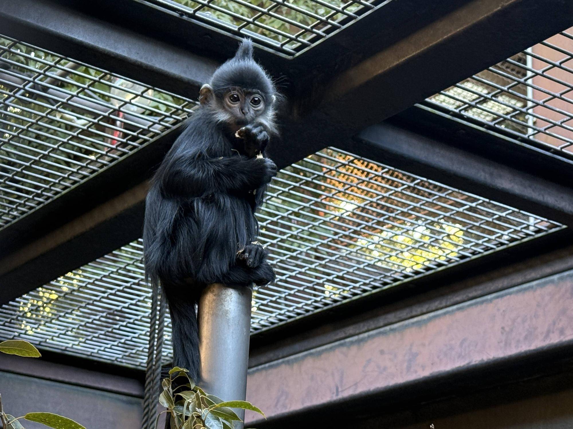 【飼育日誌】20260405：たくさんのサルたち (12).jpg