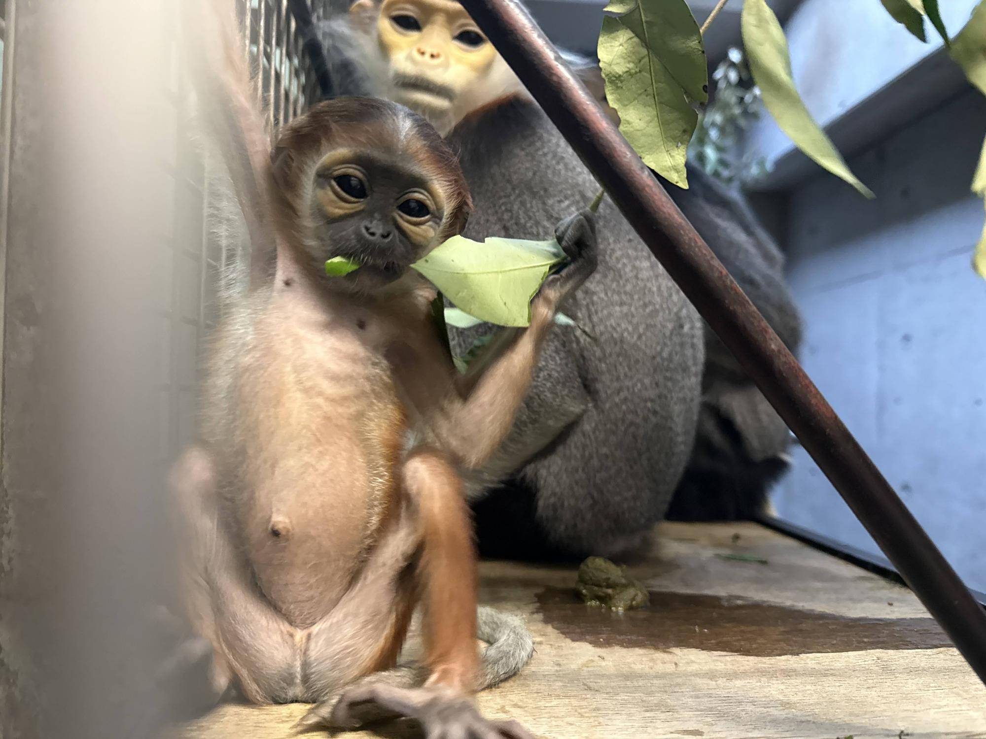 【飼育日誌】20260401:生まれたよー!から生後1か月 (16).jpg