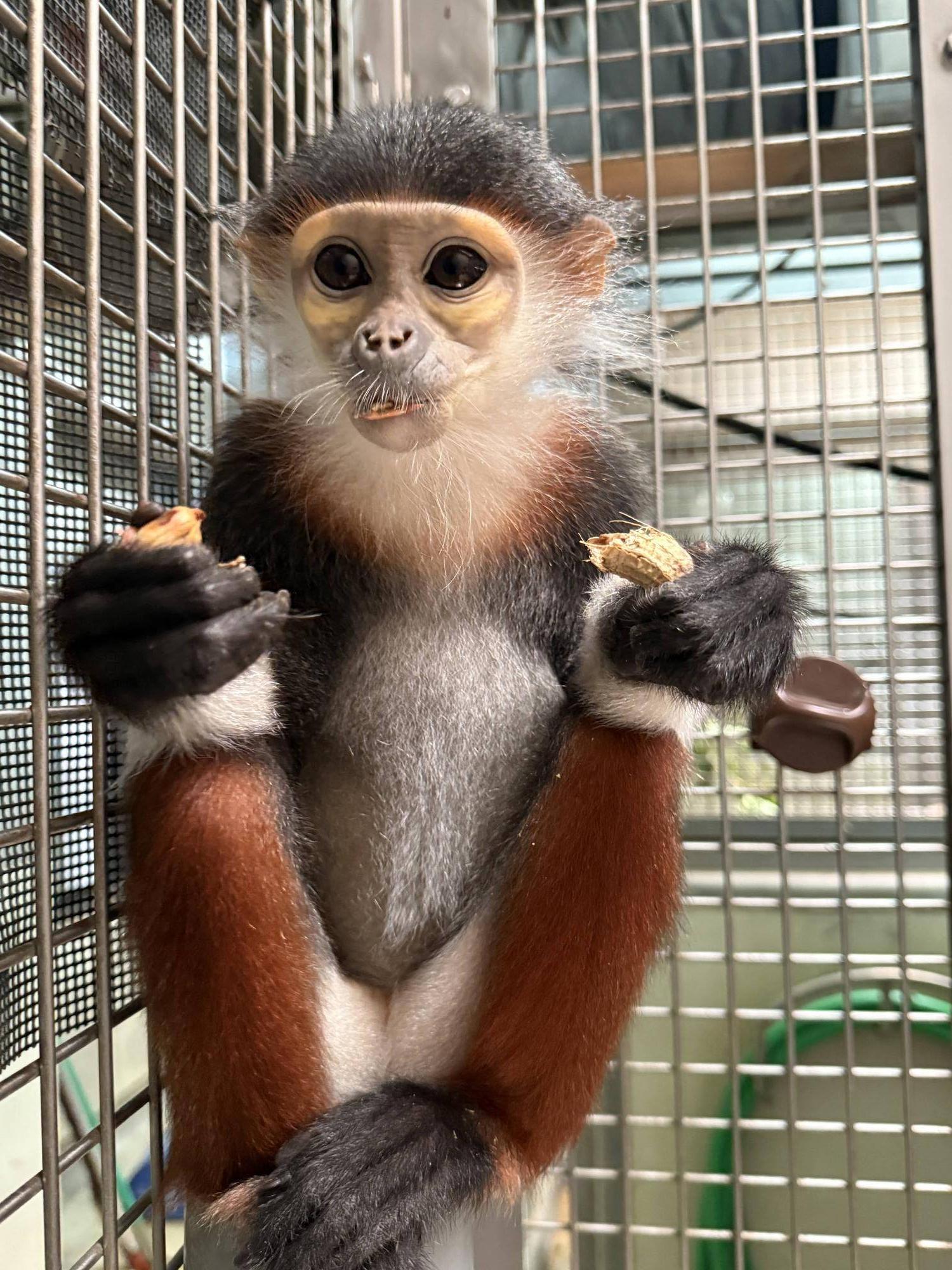 【飼育日誌】20260405：たくさんのサルたち (8).jpg