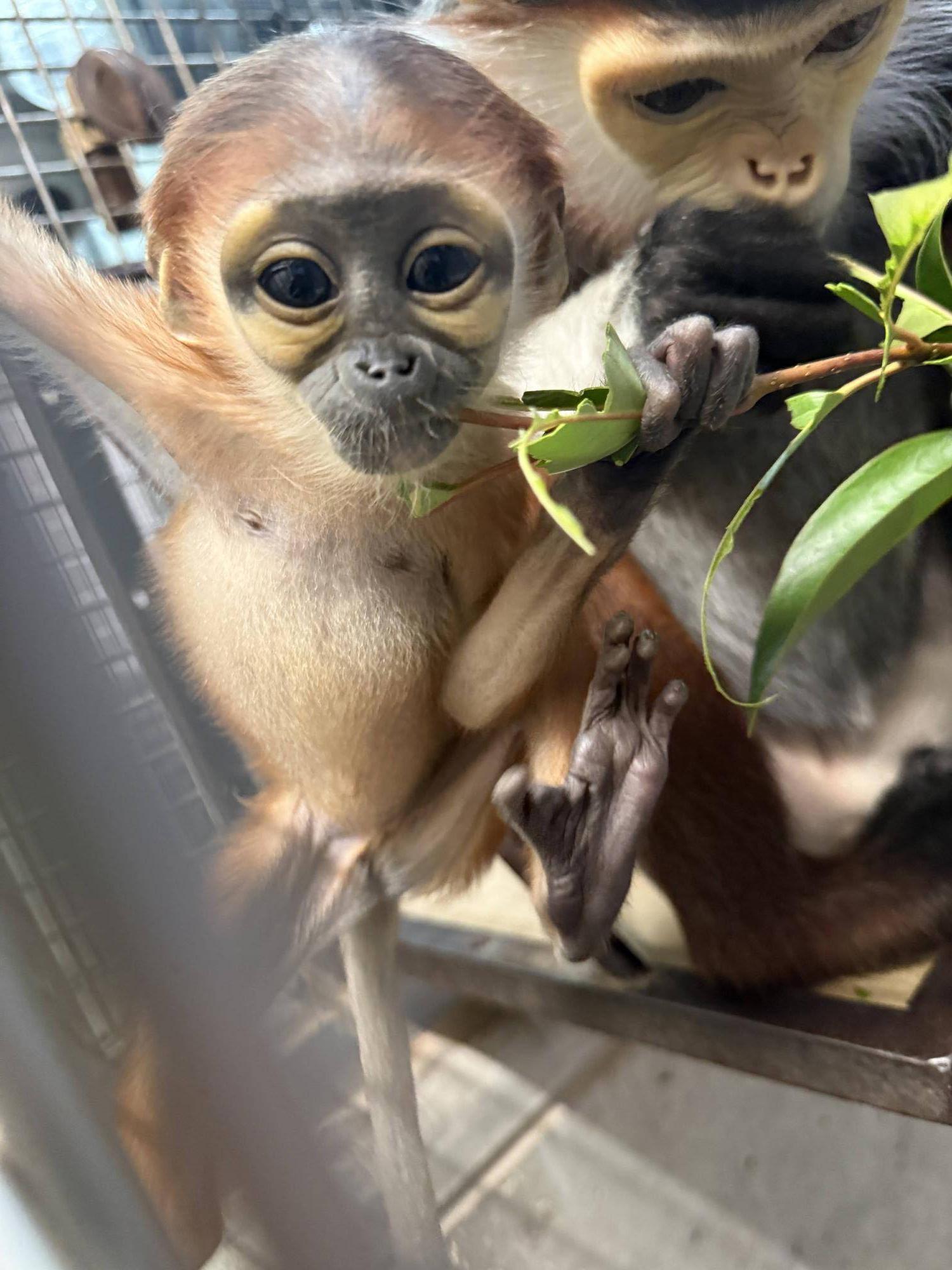 【飼育日誌】20260405：生後1か月から今 (7).jpg