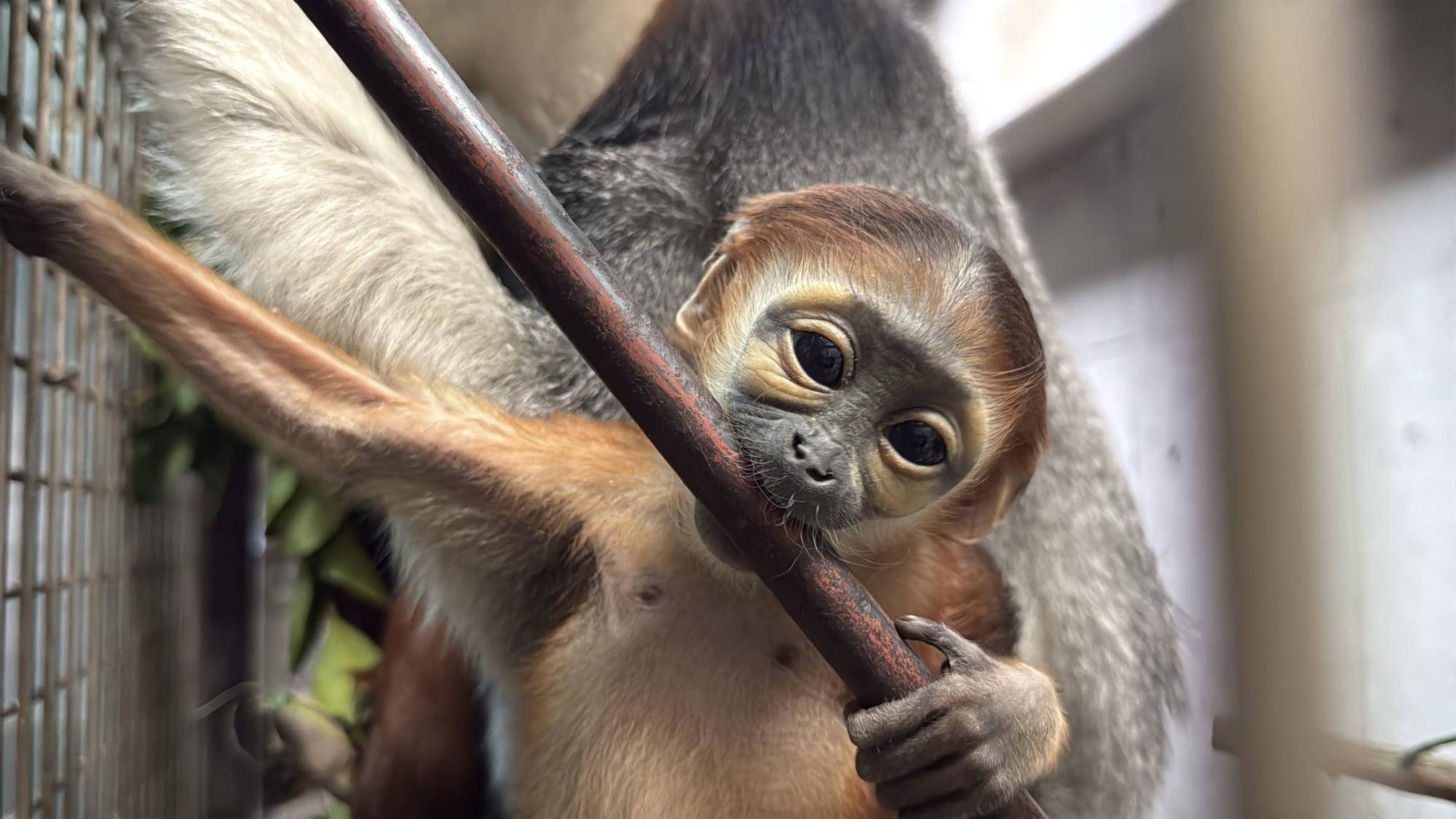 【飼育日誌】20260401:生まれたよー!から生後1か月 (20).jpg