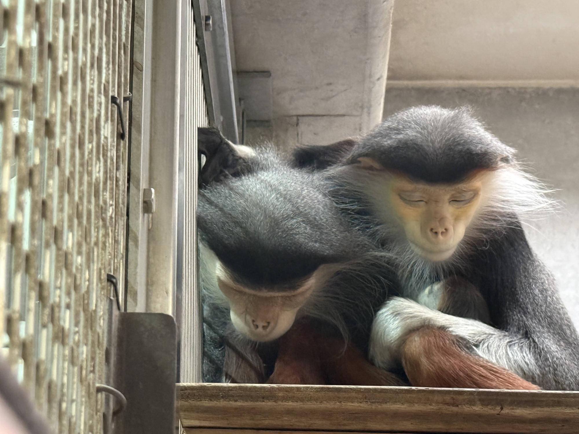 【飼育日誌】20260401:生まれたよー!から生後1か月 (4).jpg