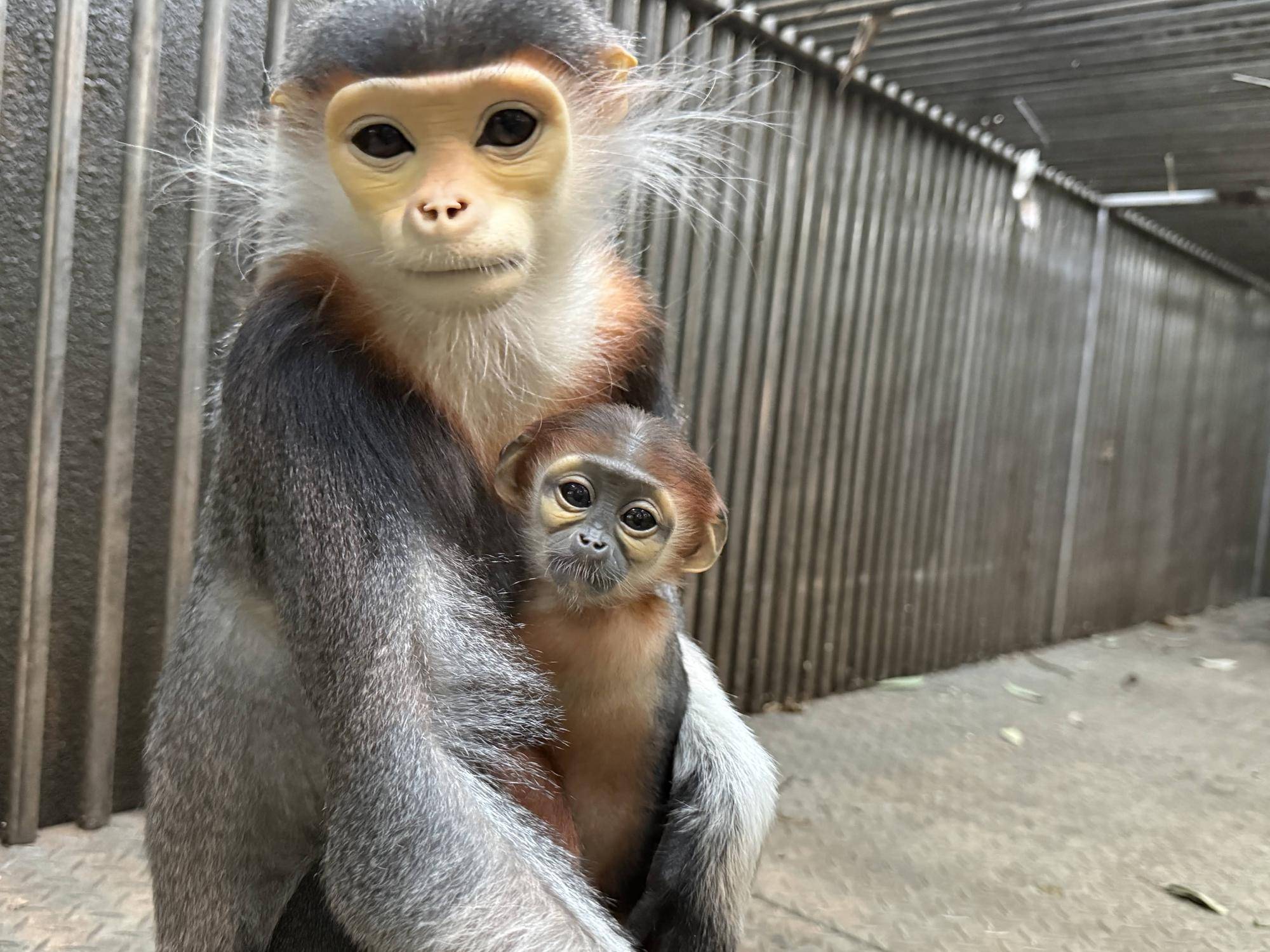 【飼育日誌】20260405：生後1か月から今 (6).jpg