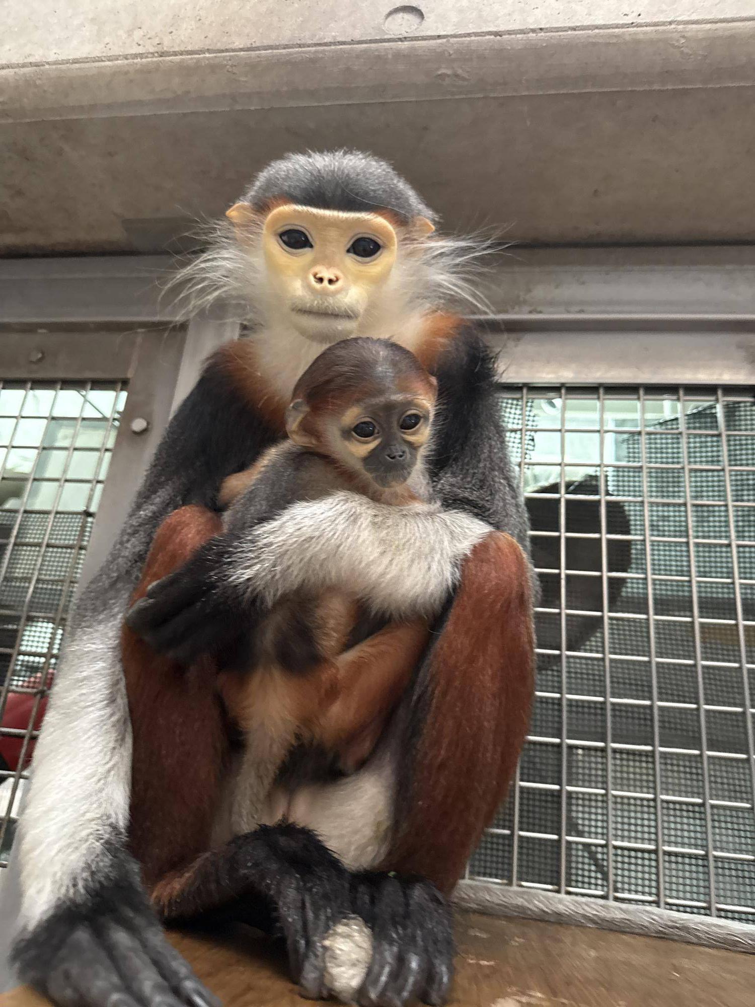 【飼育日誌】20260405：生後1か月から今 (13).jpg