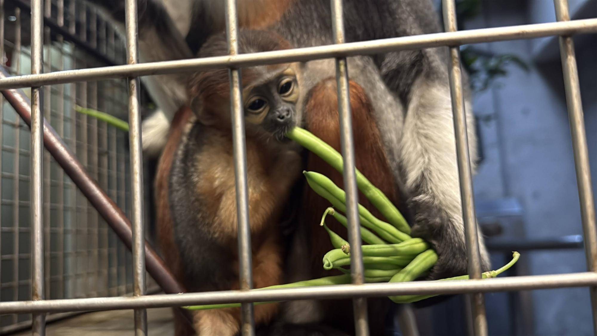 【飼育日誌】20260401:生まれたよー!から生後1か月 (17).jpg
