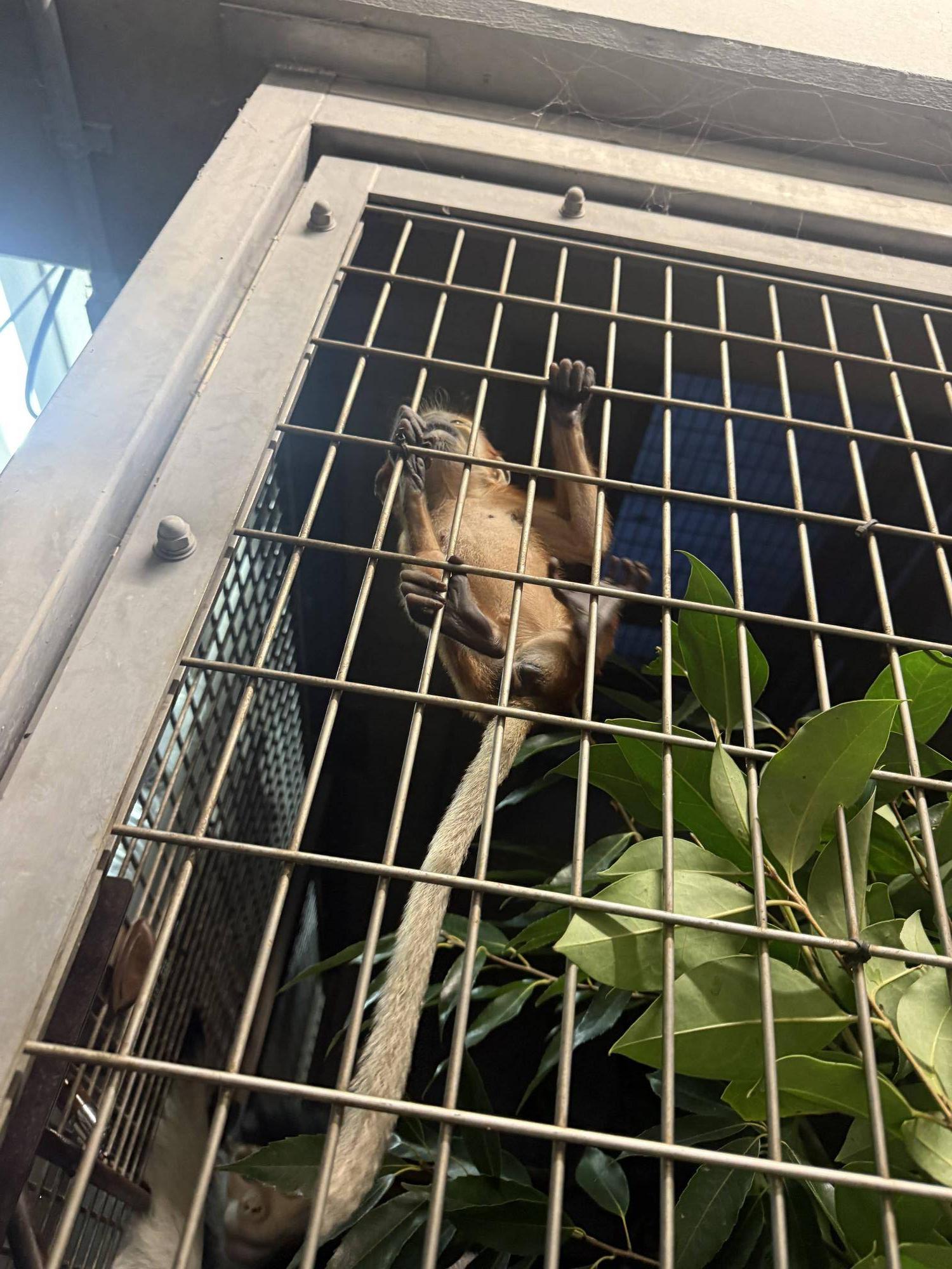 【飼育日誌】20260401:生まれたよー!から生後1か月 (18).jpg