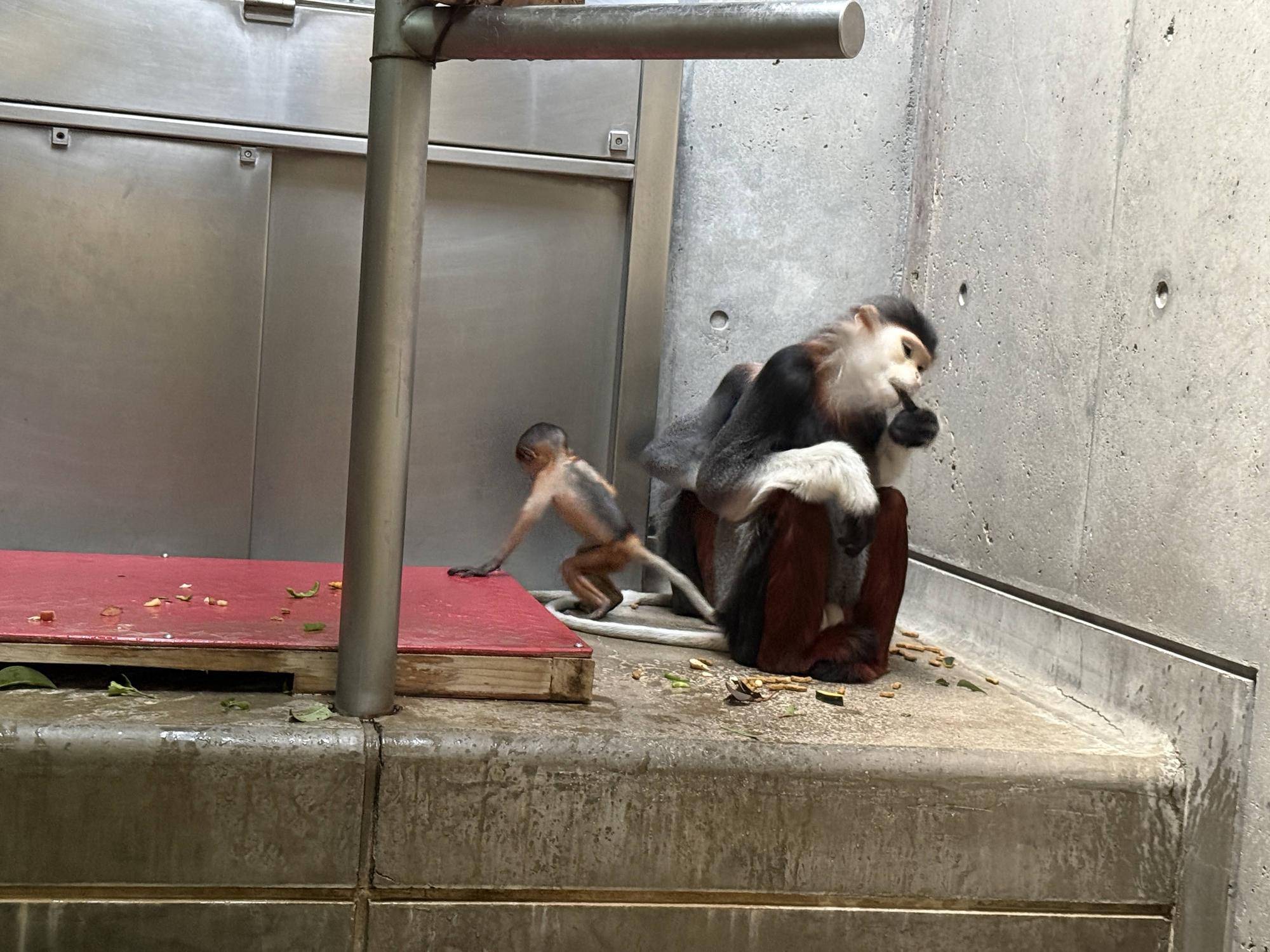 【飼育日誌】20260405：生後1か月から今 (11).jpg