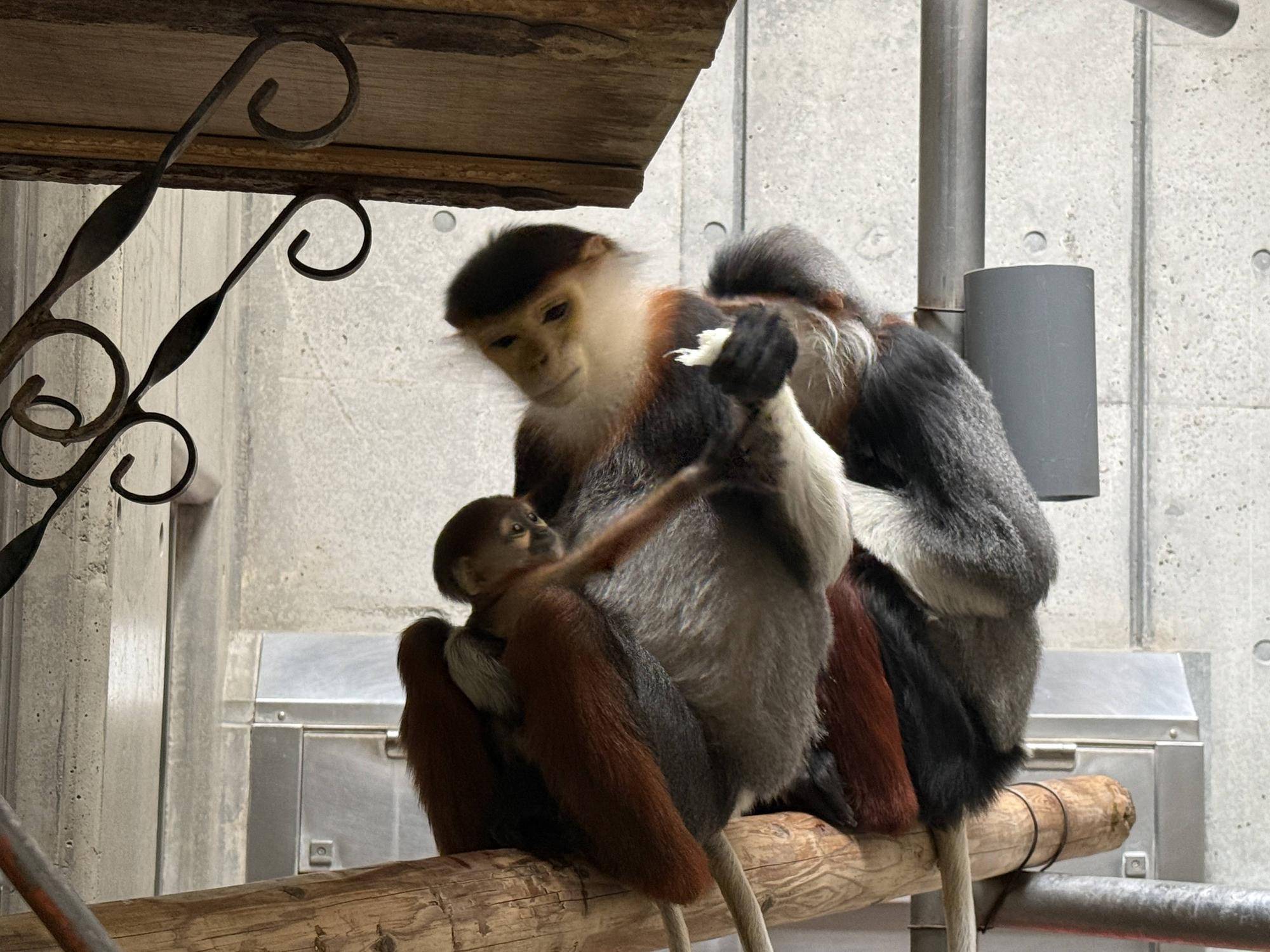 【飼育日誌】20260405：生後1か月から今 (9).jpg