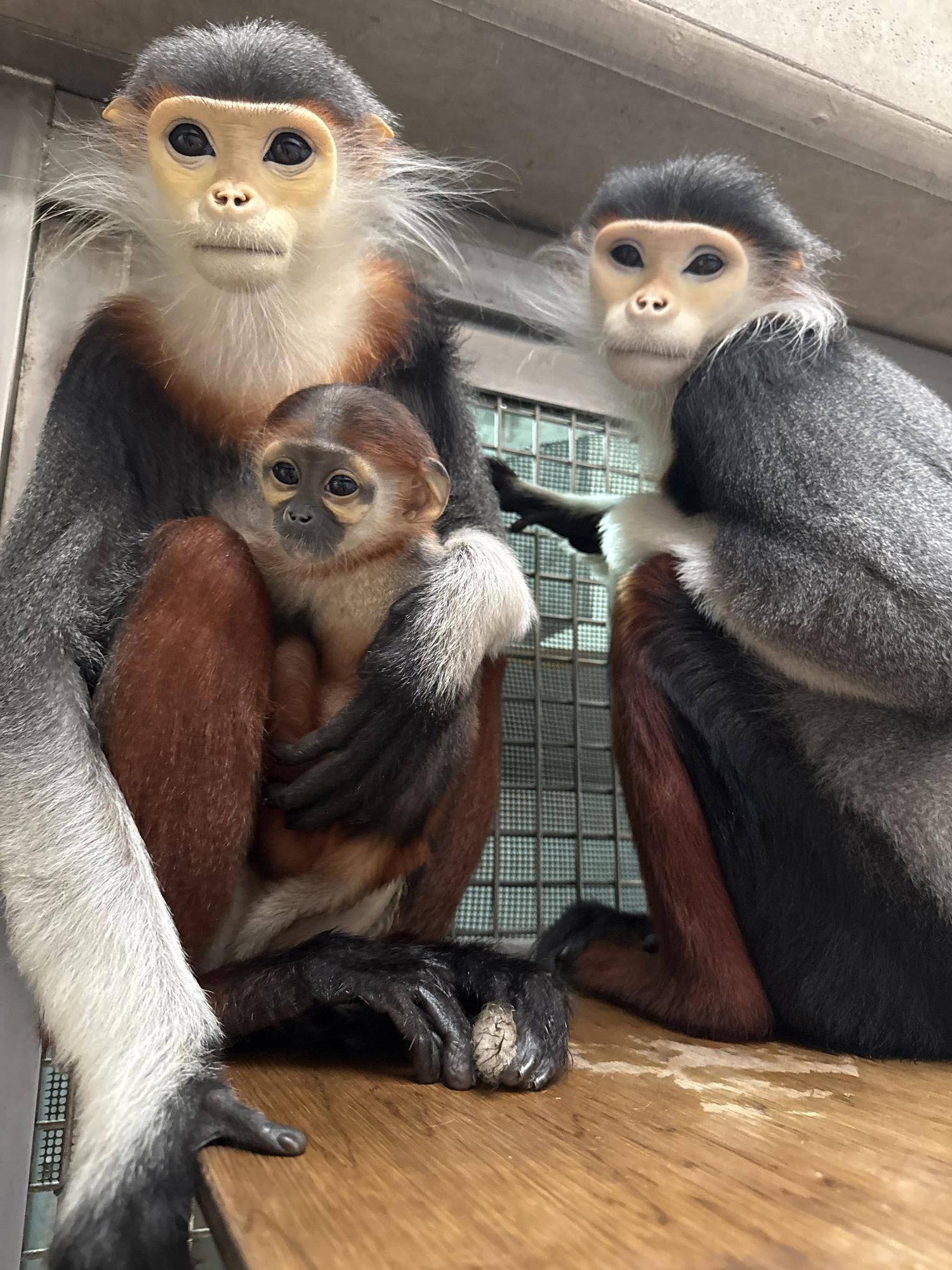 【飼育日誌】20260405：たくさんのサルたち (16).jpg
