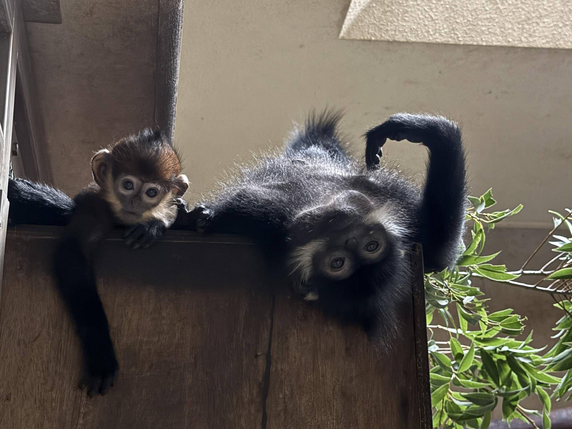 【飼育日誌】20260405：たくさんのサルたち (15).jpg