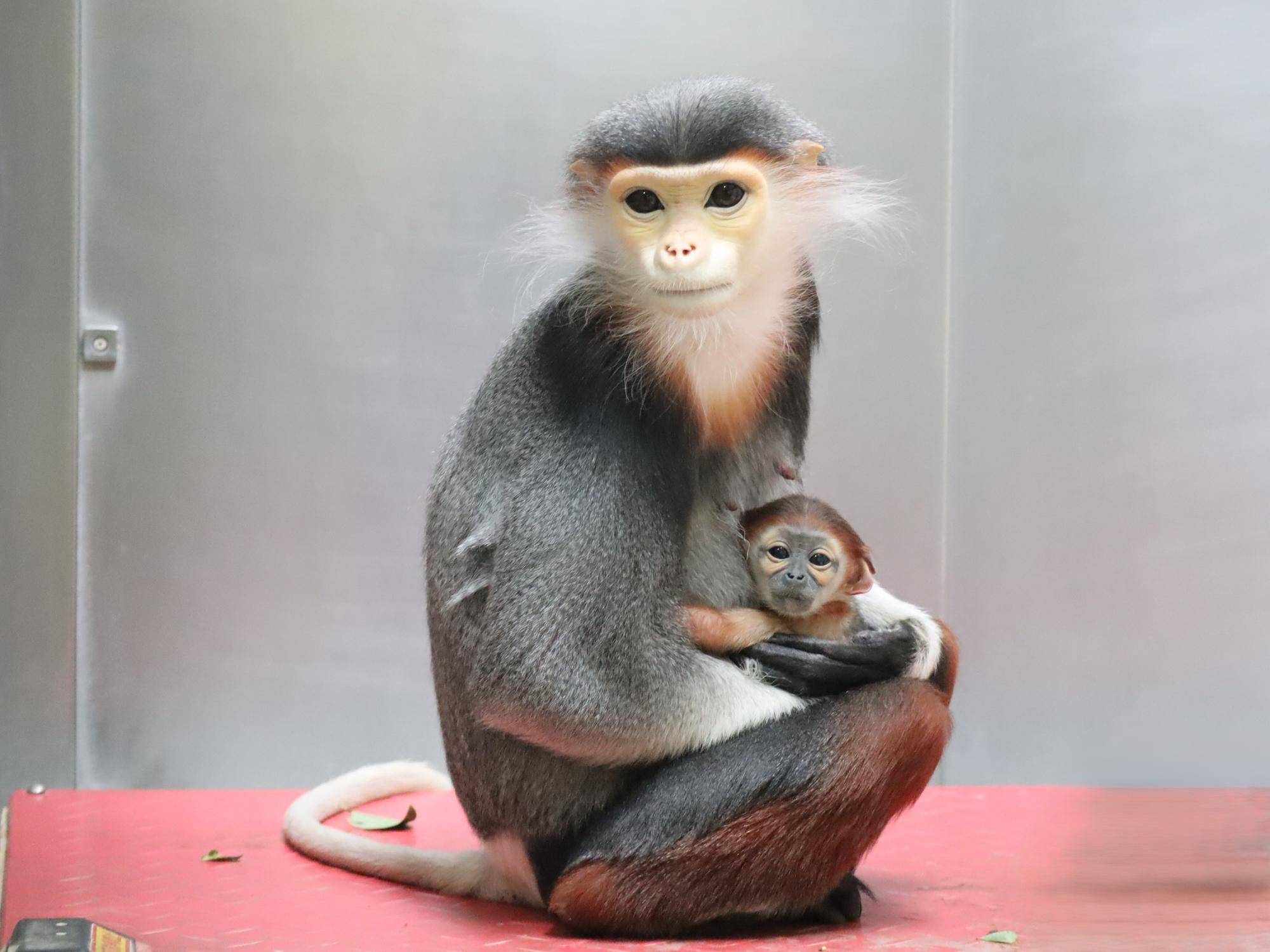 【飼育日誌】20260401:生まれたよー!から生後1か月 (10).jpg