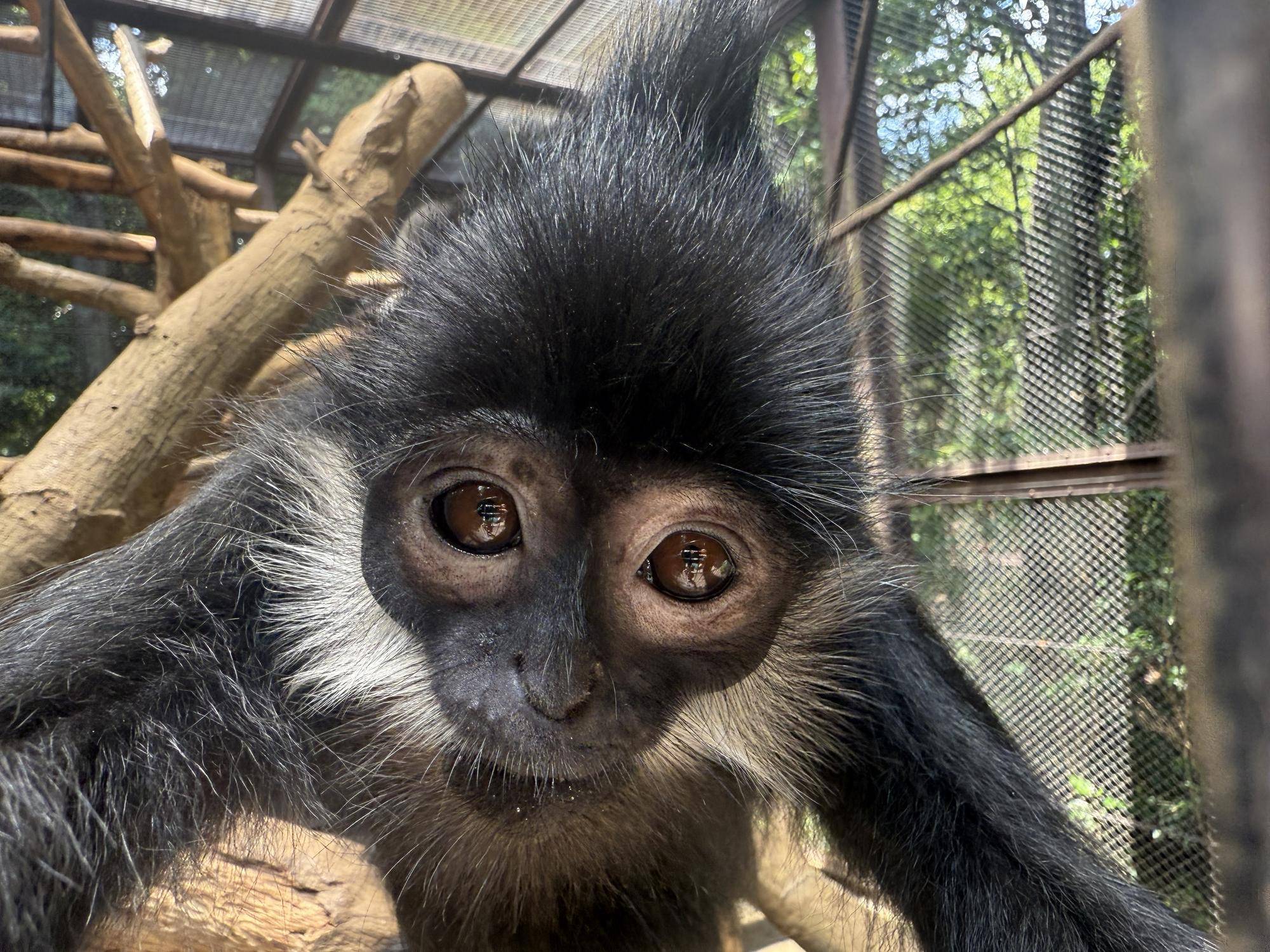 【飼育日誌】20260405：たくさんのサルたち (6).jpg