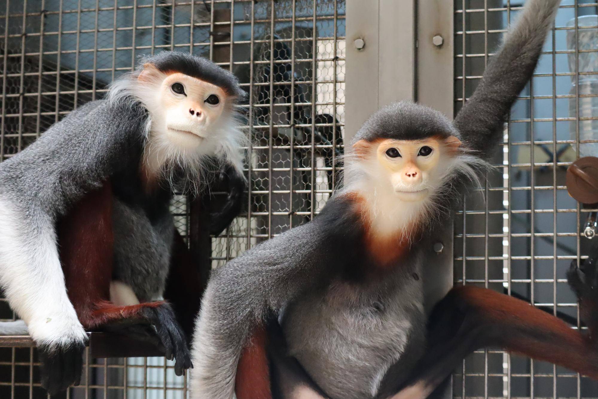 【飼育日誌】20260315：祝！生まれたよ！ (2)ラーワニ.jpg