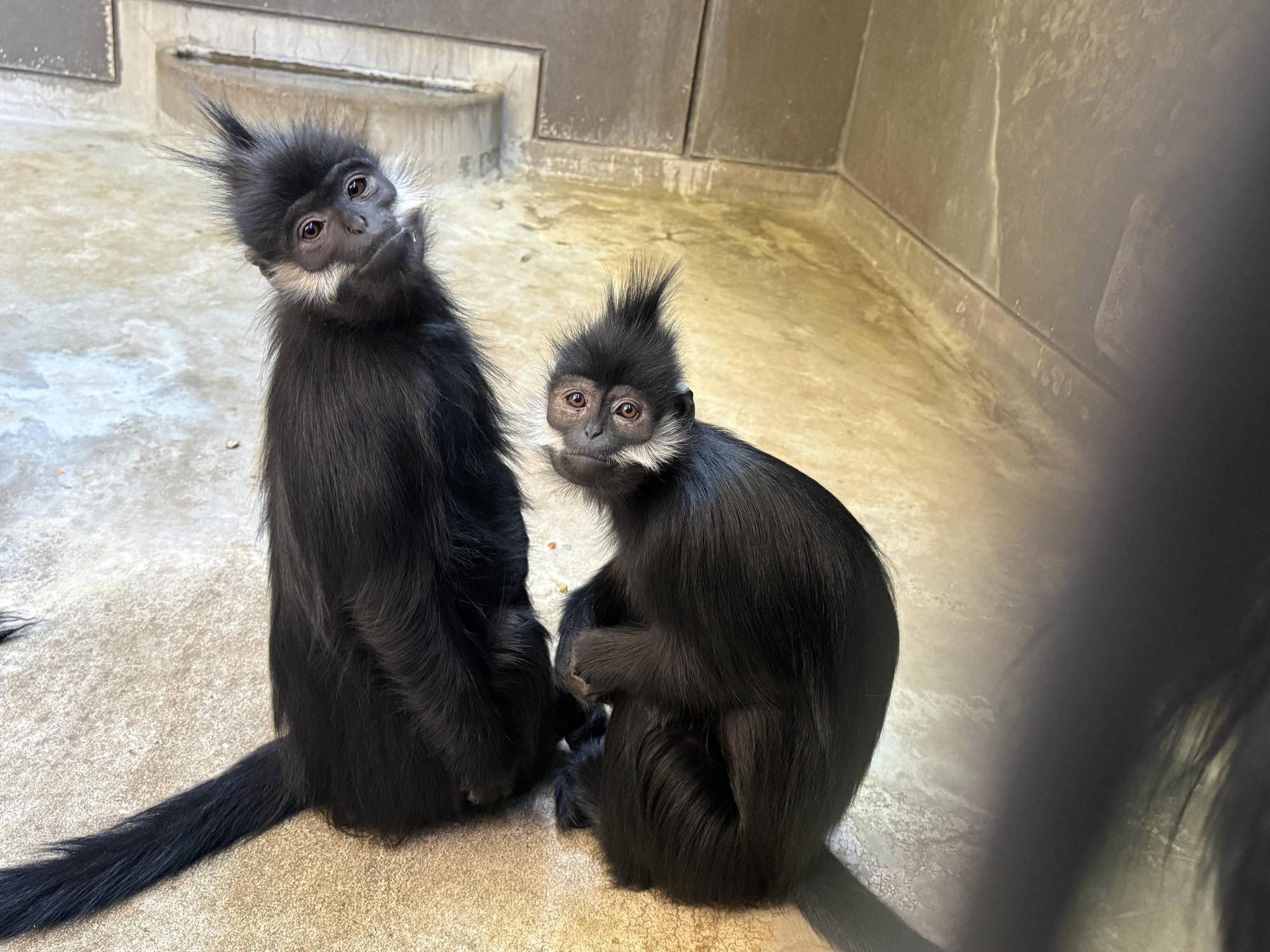 【飼育日誌】20260405：たくさんのサルたち (2).jpg