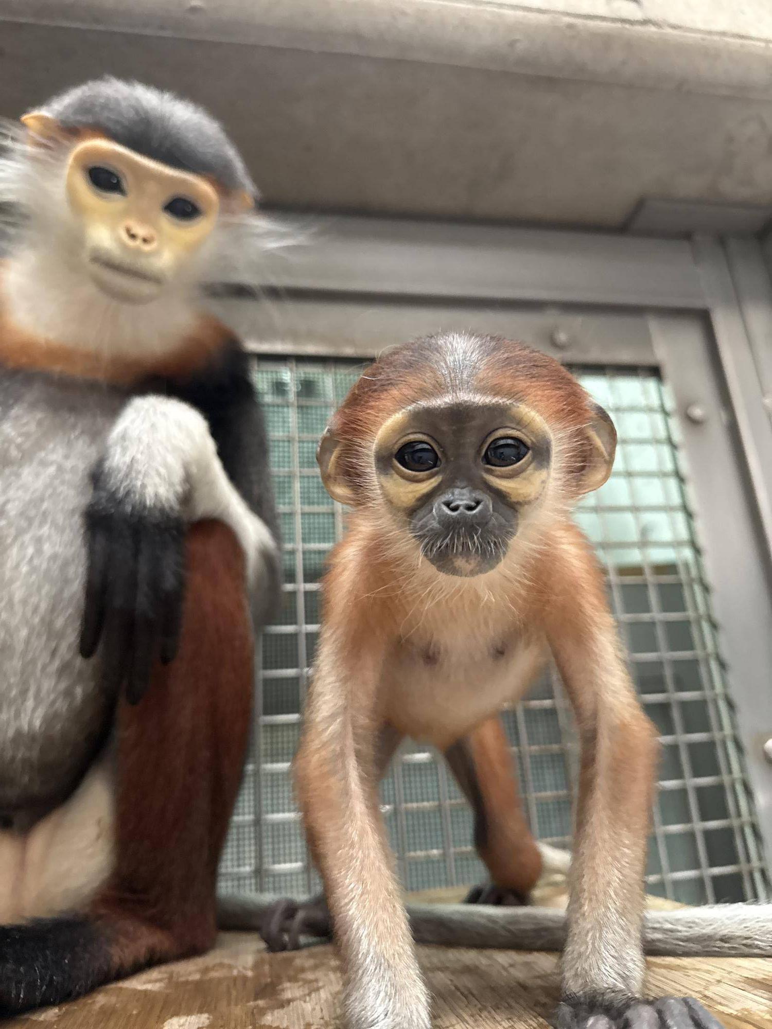 【飼育日誌】20260405：生後1か月から今 (14).jpg