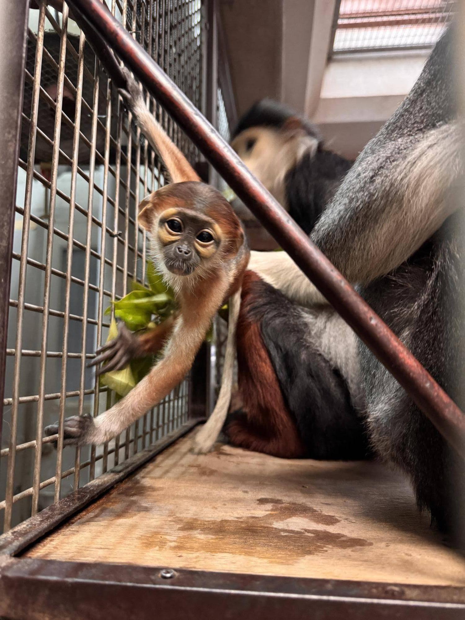 網にぶら下がるドゥクラングールこども