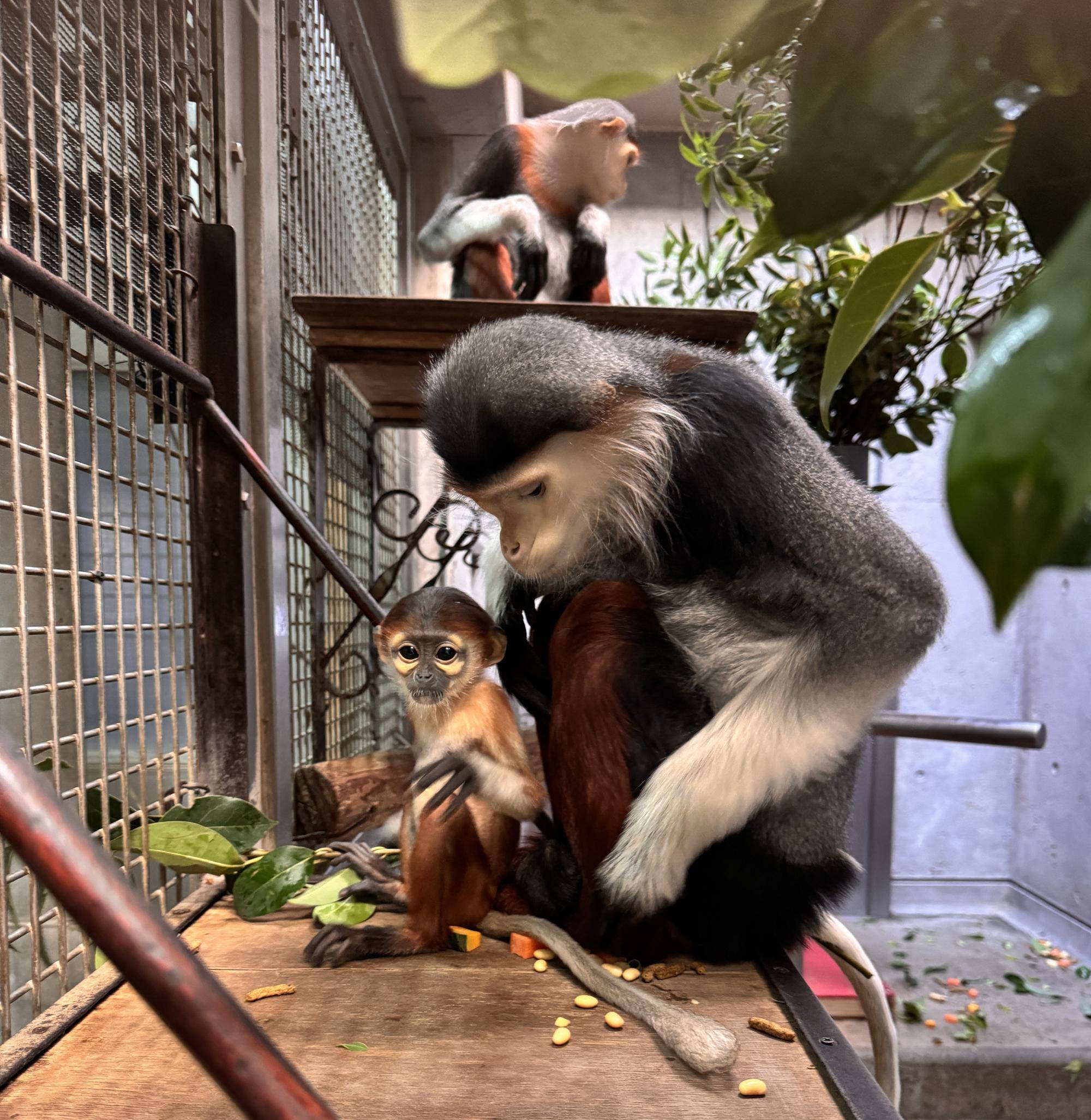 父親のモイとこども